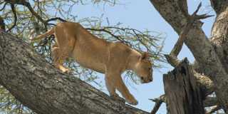 manyara