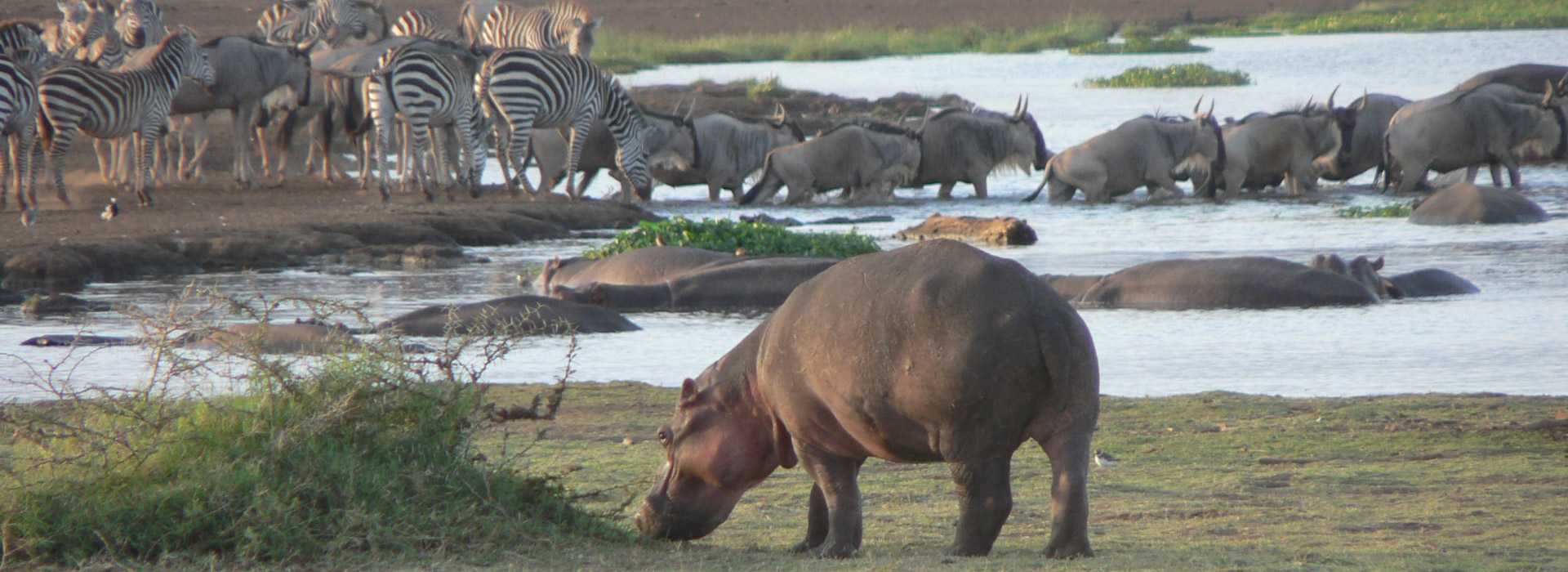 Wildlife in and around Lake Manyara
