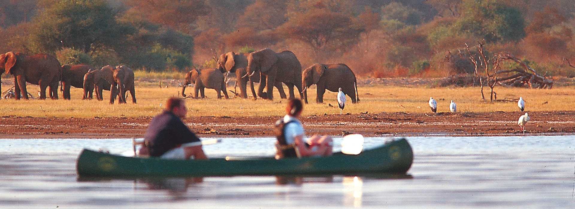 Canoeing alongside a herd of elephants