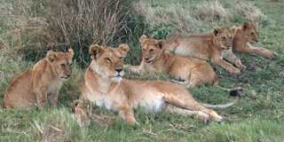 masai mara
