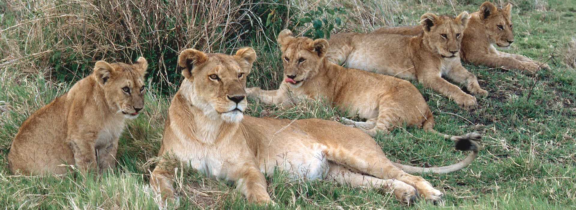Pride of lions in the Masai Mara, Kenya