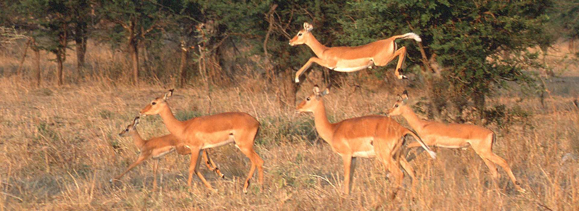 Impala in the Masai Mara, Kenya