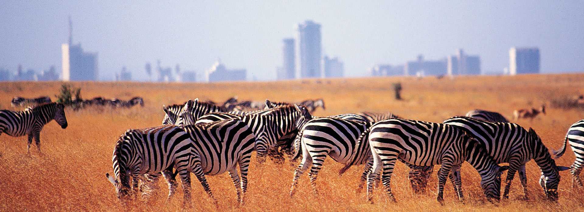 Zebras in Nairobi National Park, Kenya