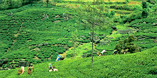 nuwara eliya