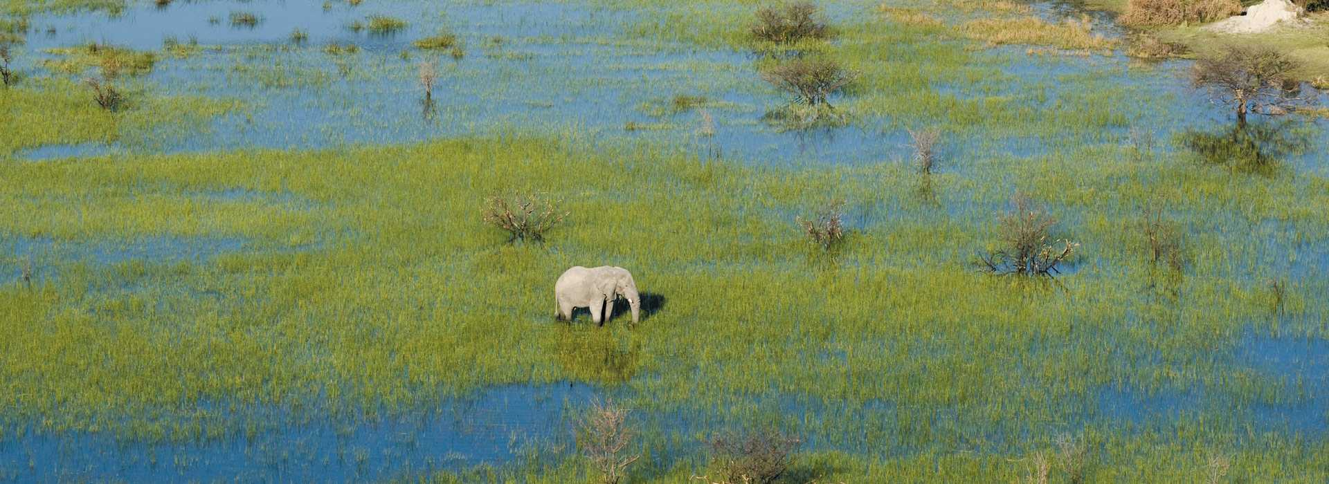 Lone elephant in the Okavango Delta