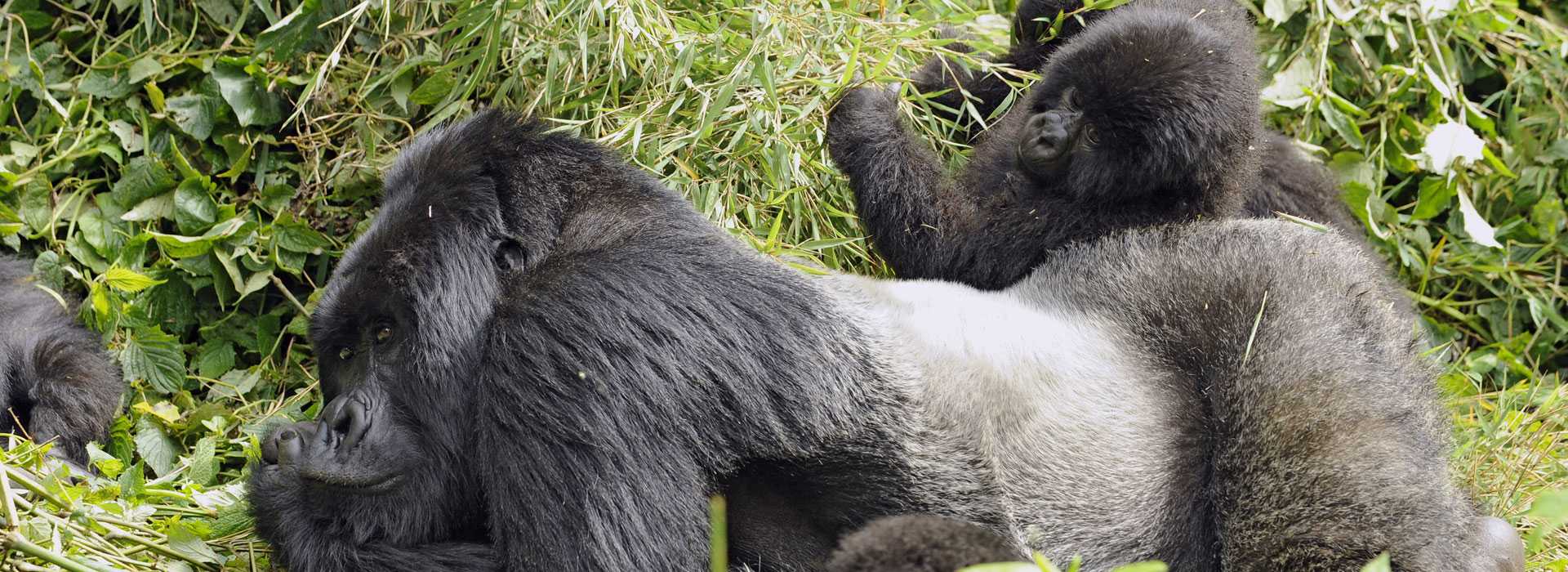 Huge silverback and baby gorilla
