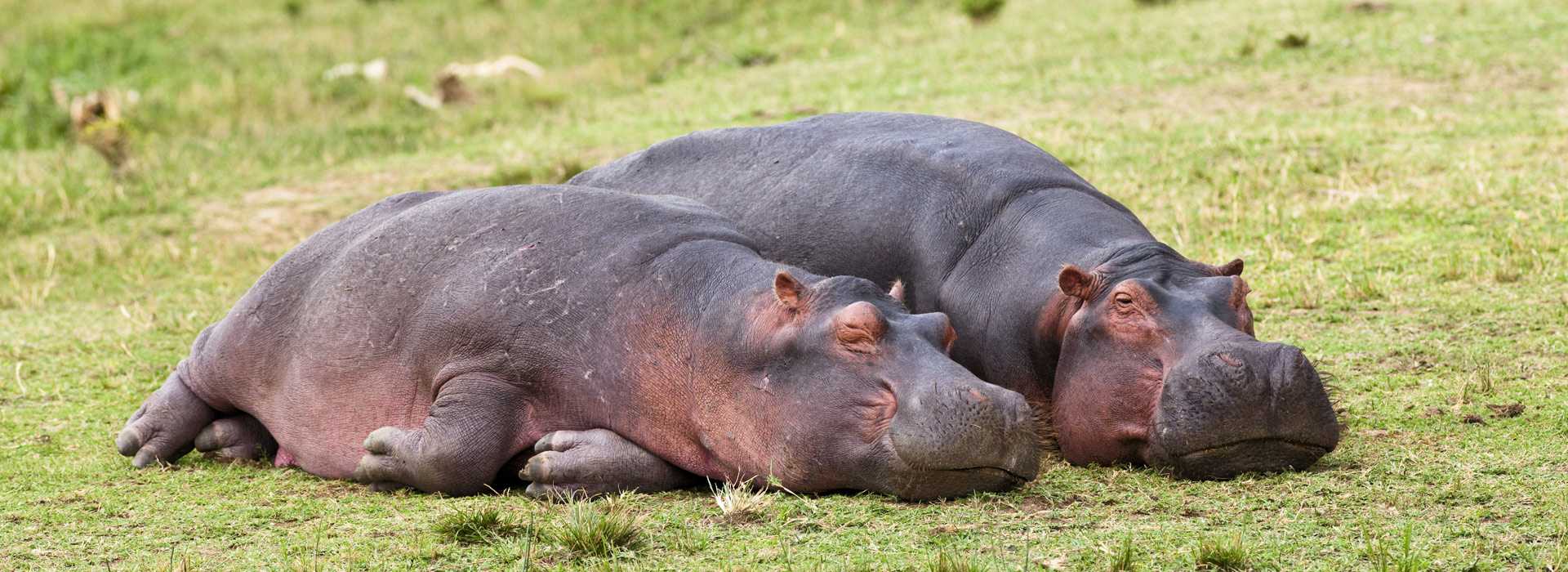 Hippos