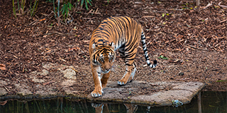 ranthambhore