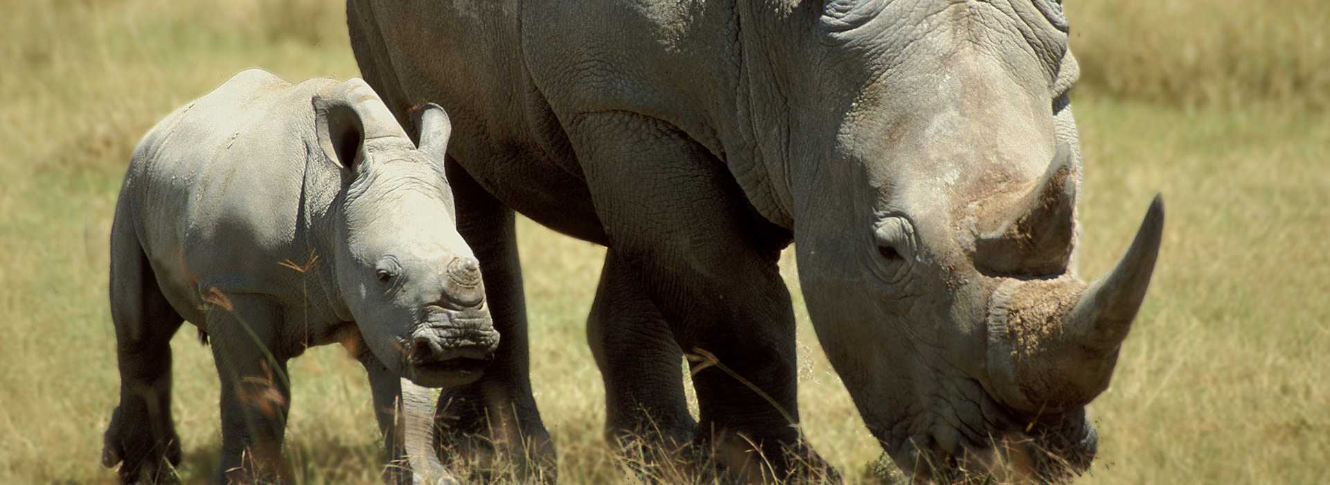 Rhinos at Lake Nakuru, Kenya