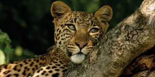 selous