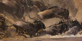 serengeti