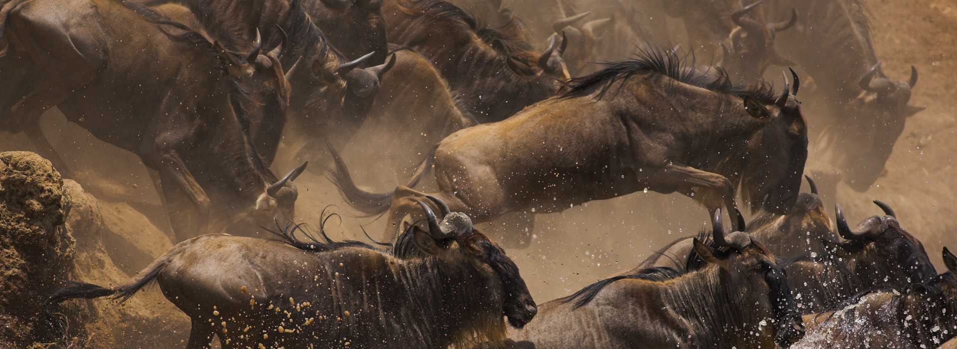 Wildebeest migration in the Serengeti