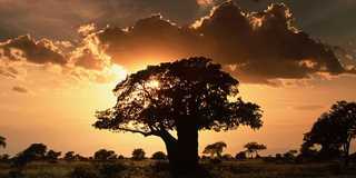 tarangire