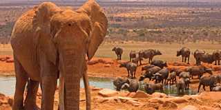 tsavo