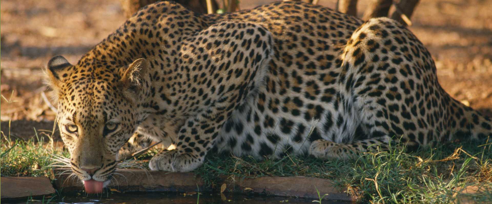 Leopard drinking in Zambia