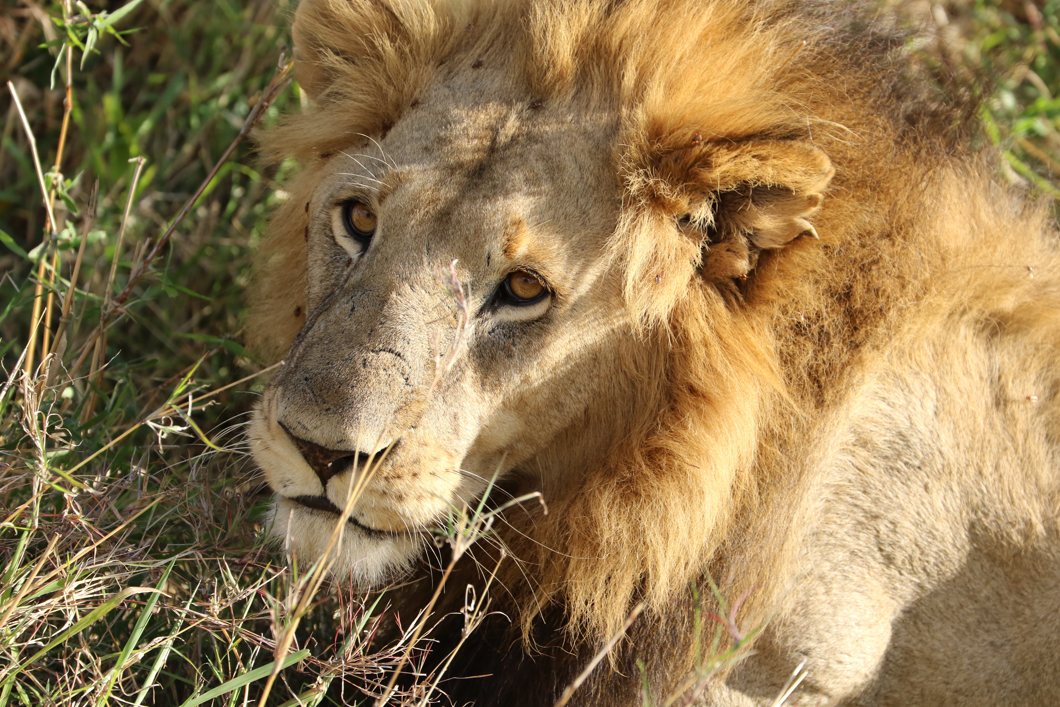 4O7A0047_Lion.jpg