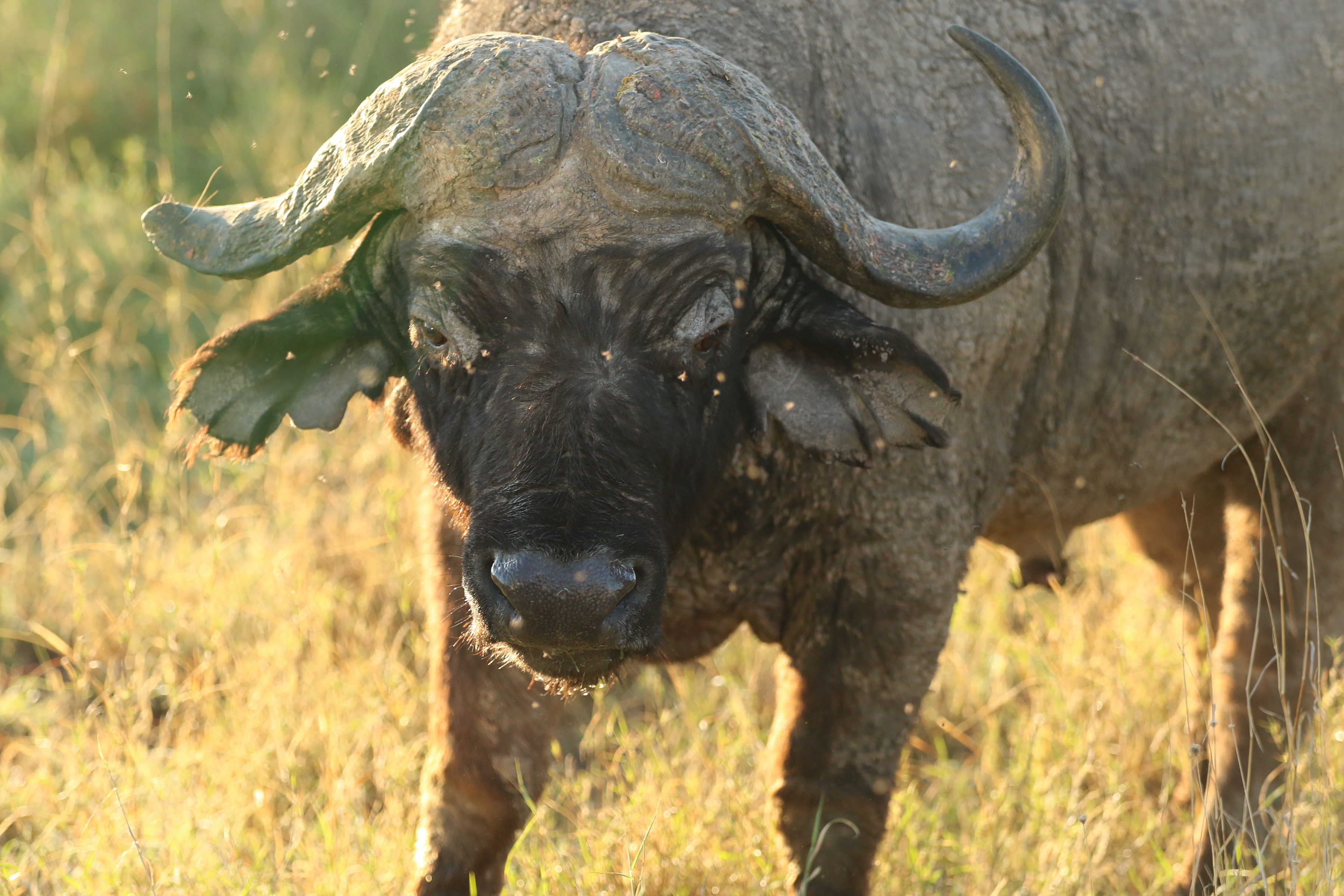 4O7A8020_Buffalo.jpg