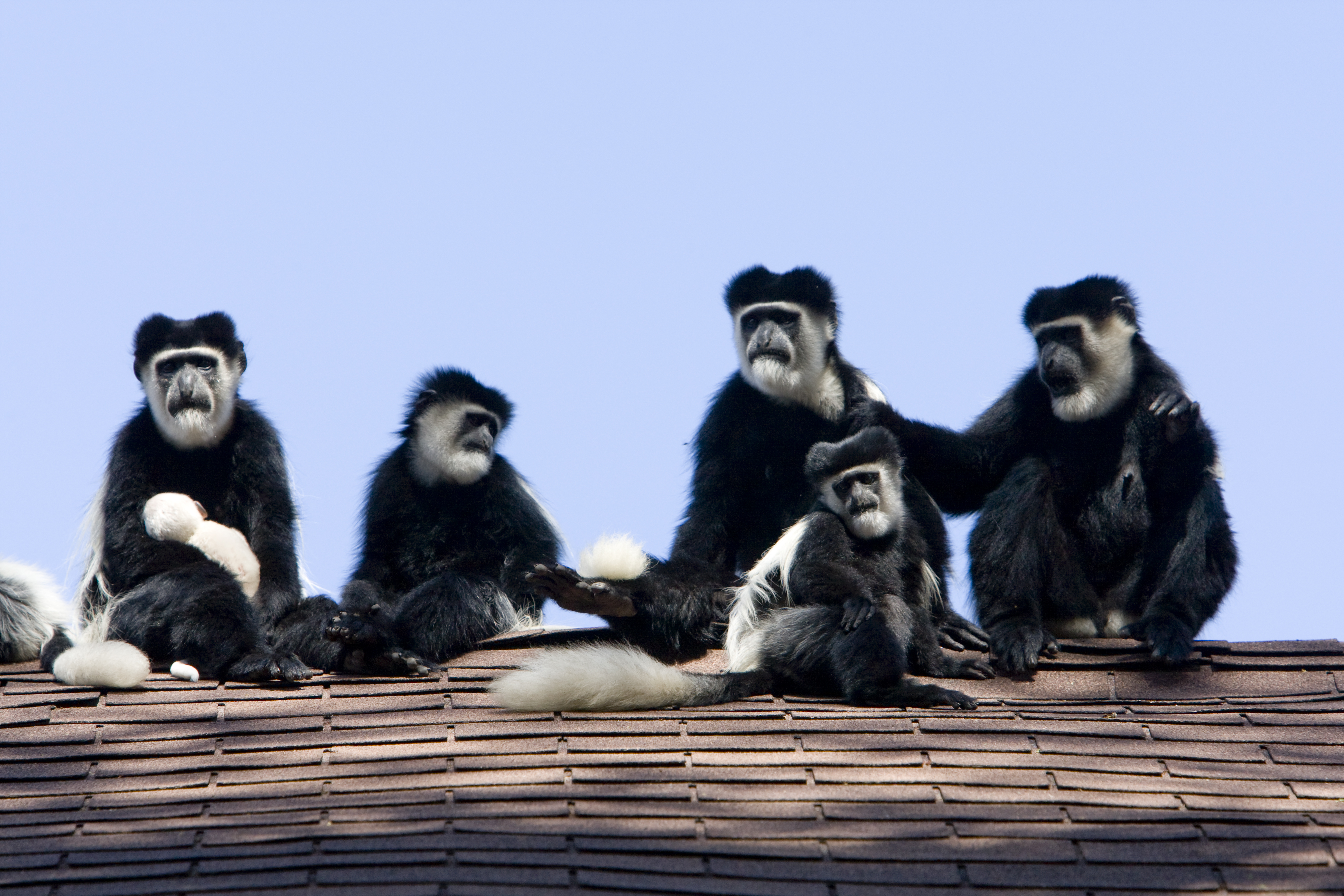Columbus_monkey.jpg