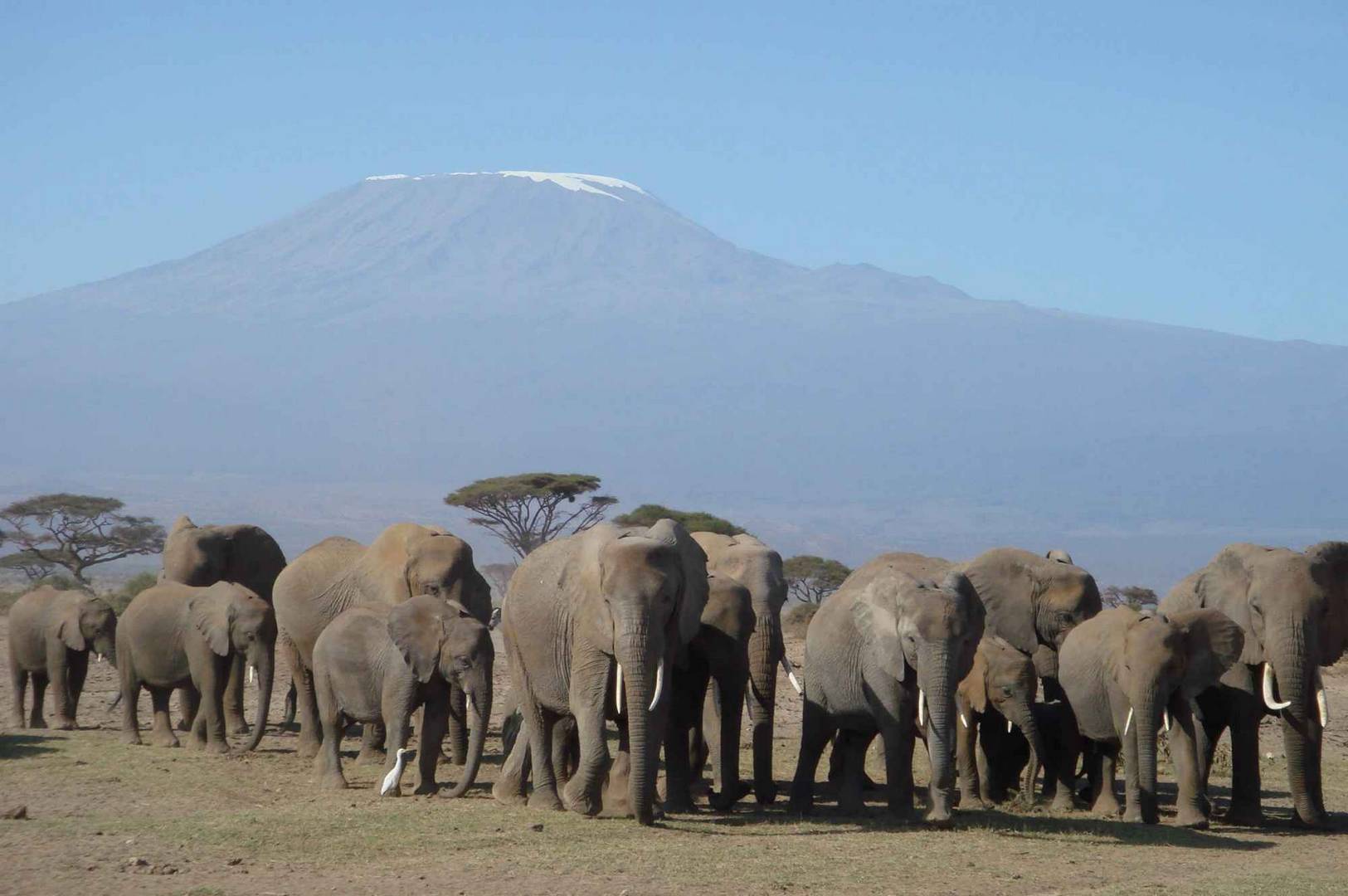 KILIMA-WILDLIFE-PHOTOS-1-scaled.jpg