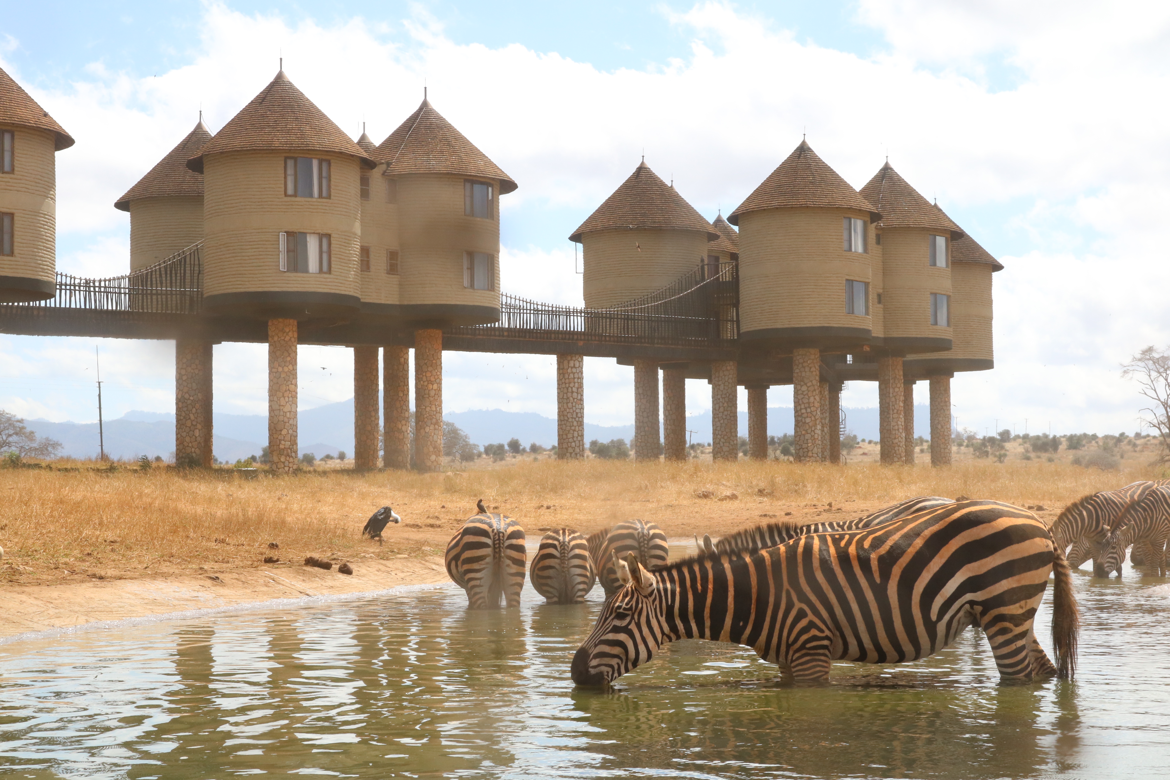 Salt_Lick_Safari_Lodge__1_.jpg