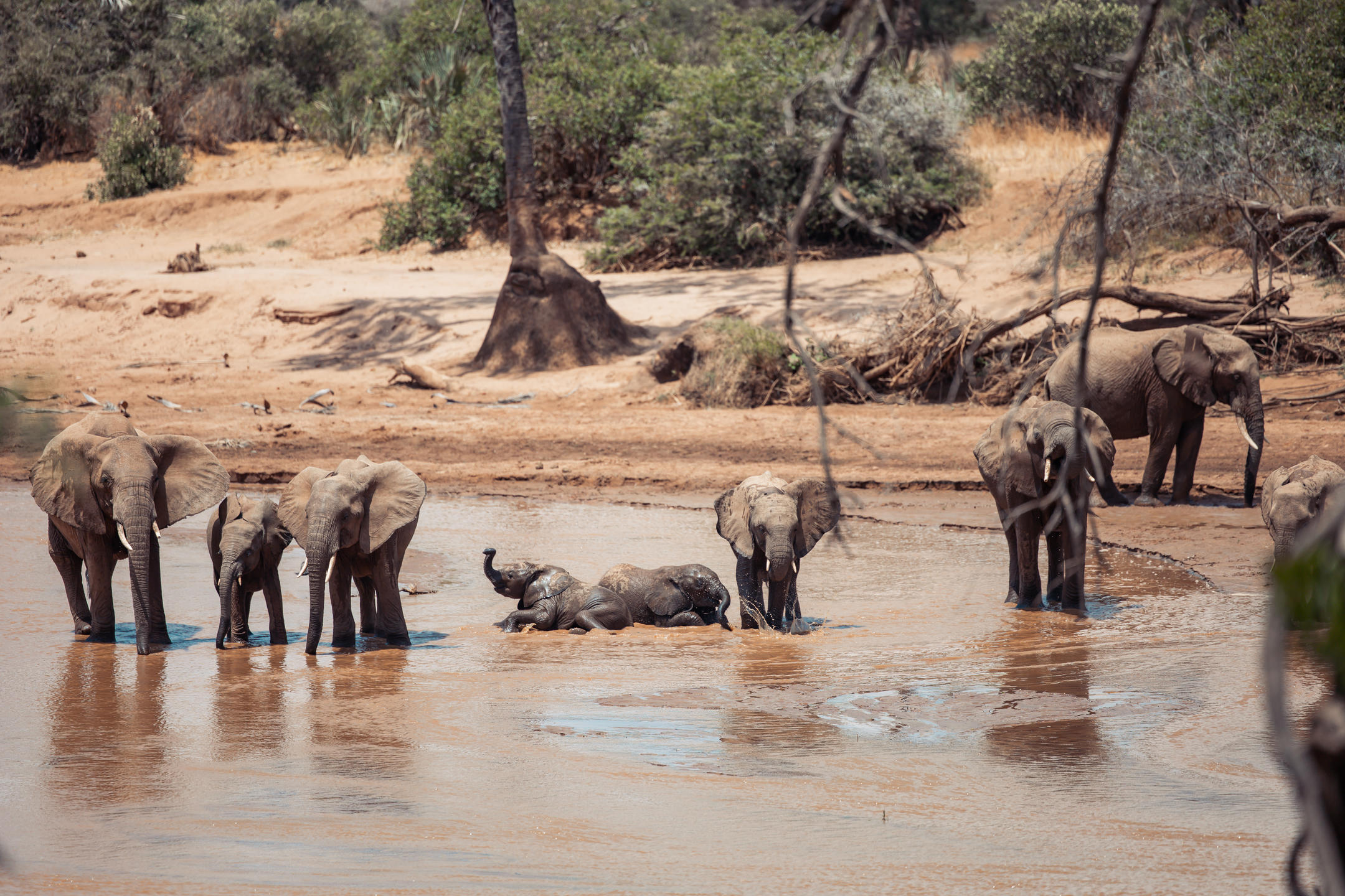 Elephants_in_Ewaso_Nyiro.jpeg