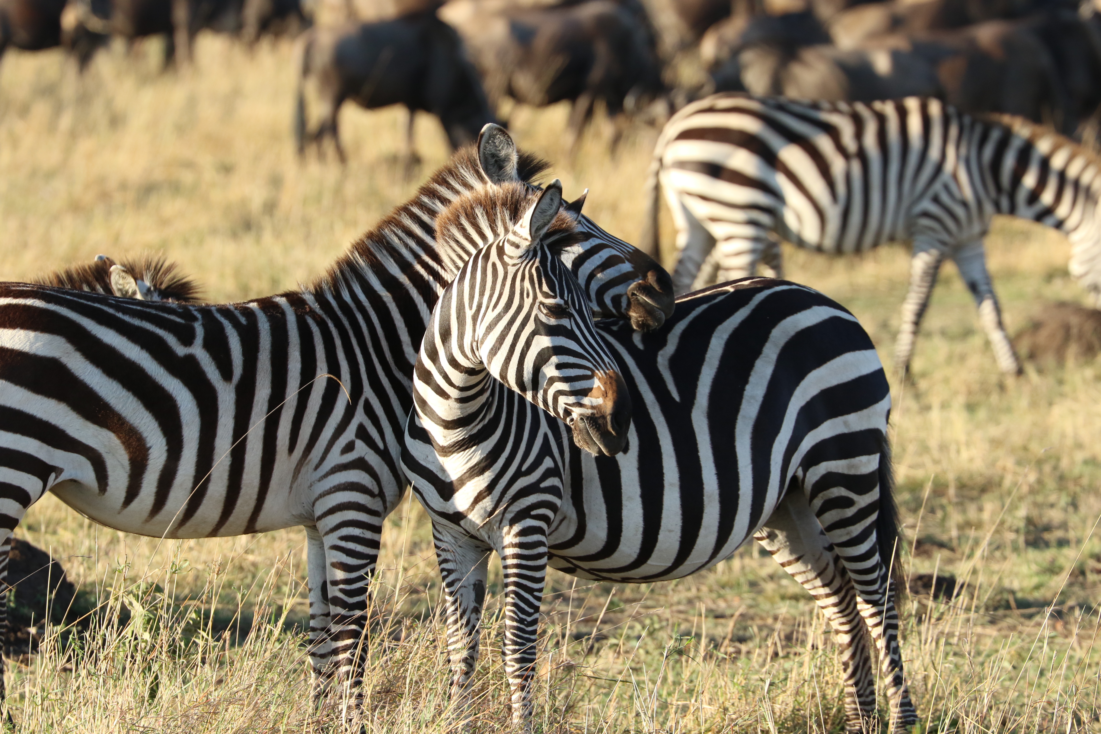 4O7A0459_Zebra_Group.jpg