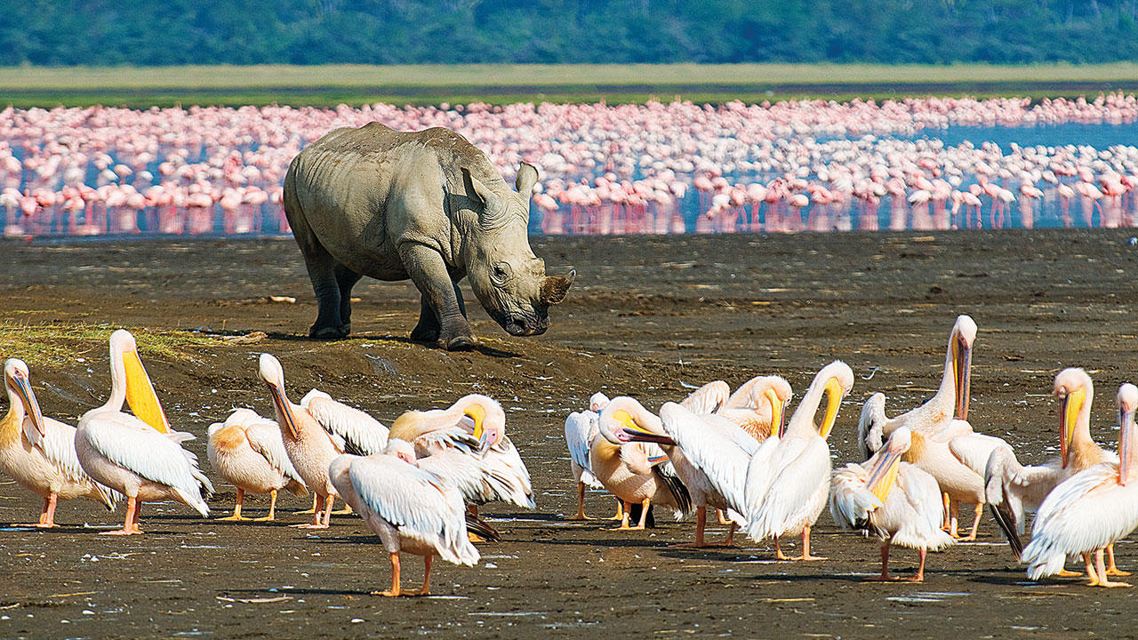 Lake_Nakuru_National_Park.jpg