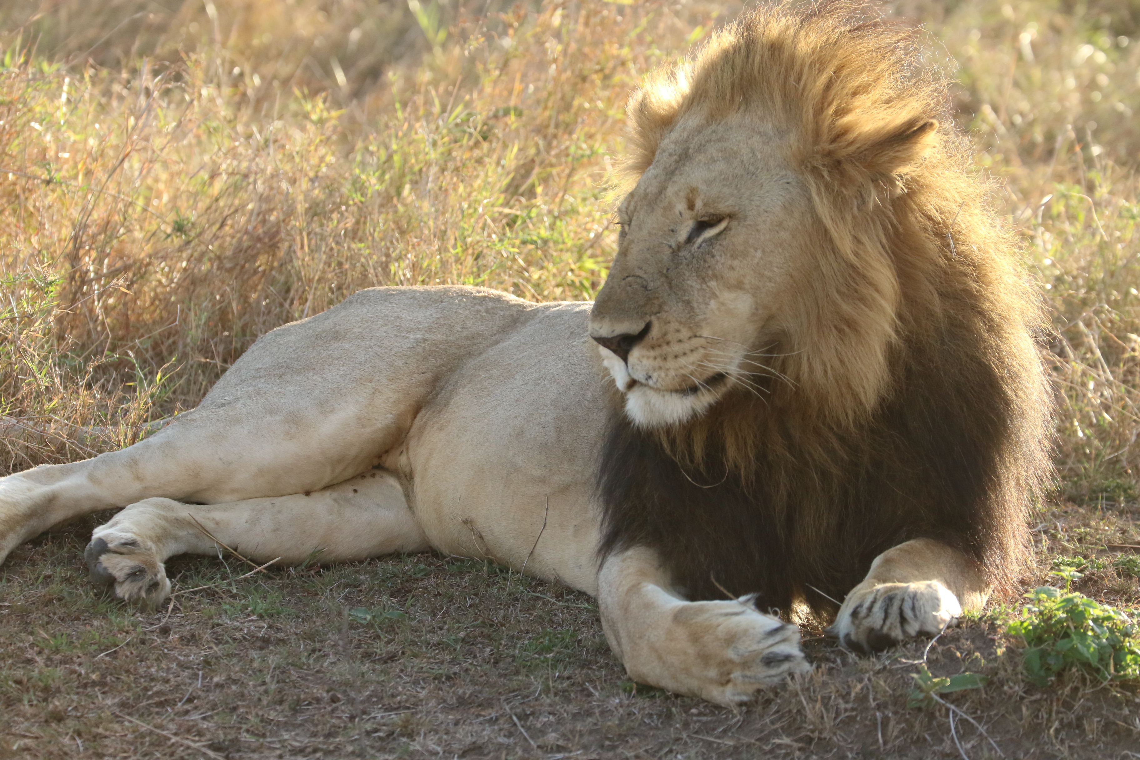 4O7A0136_lion_sun_halo.jpg