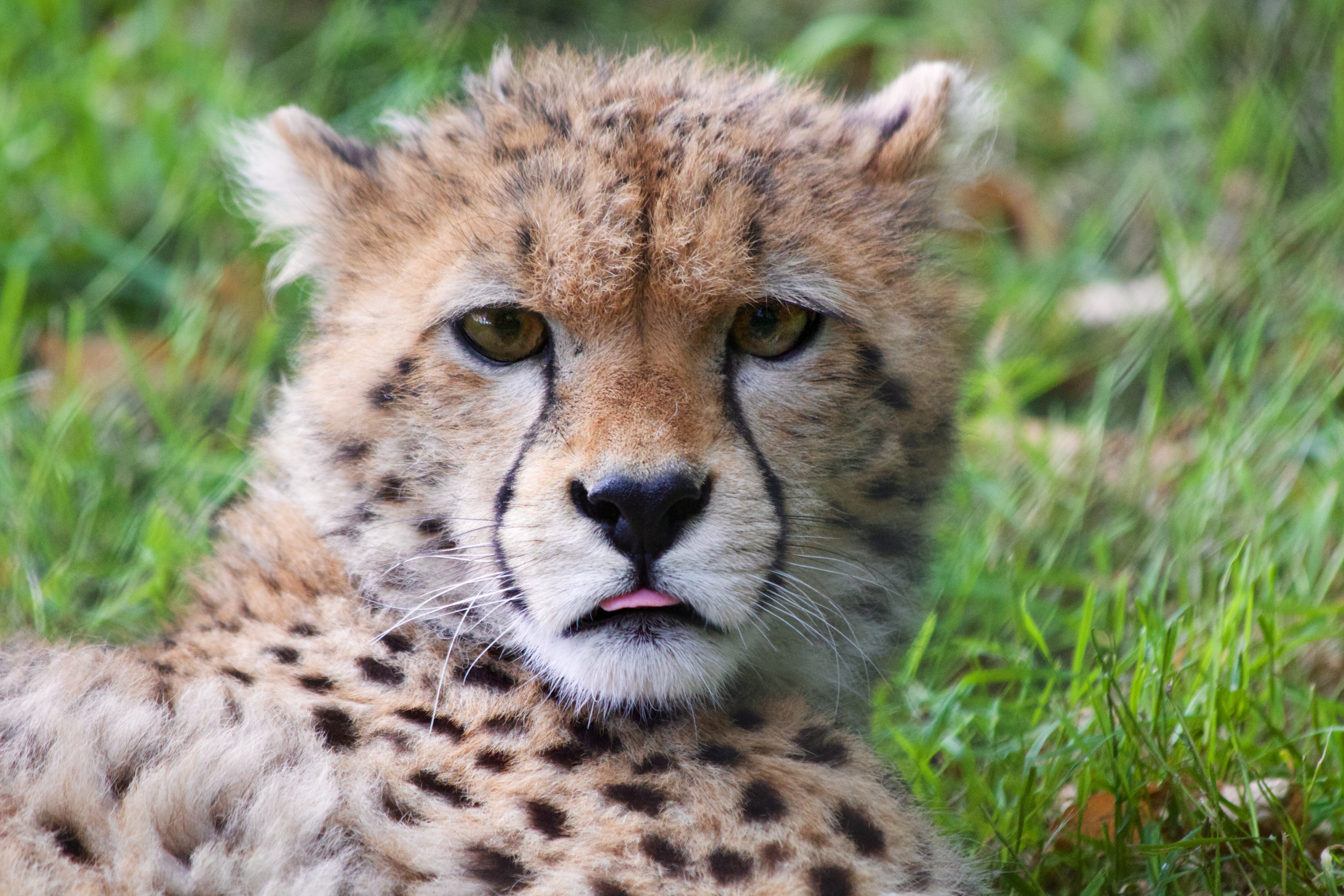 davemeier-cheetah-cub-498463.jpg