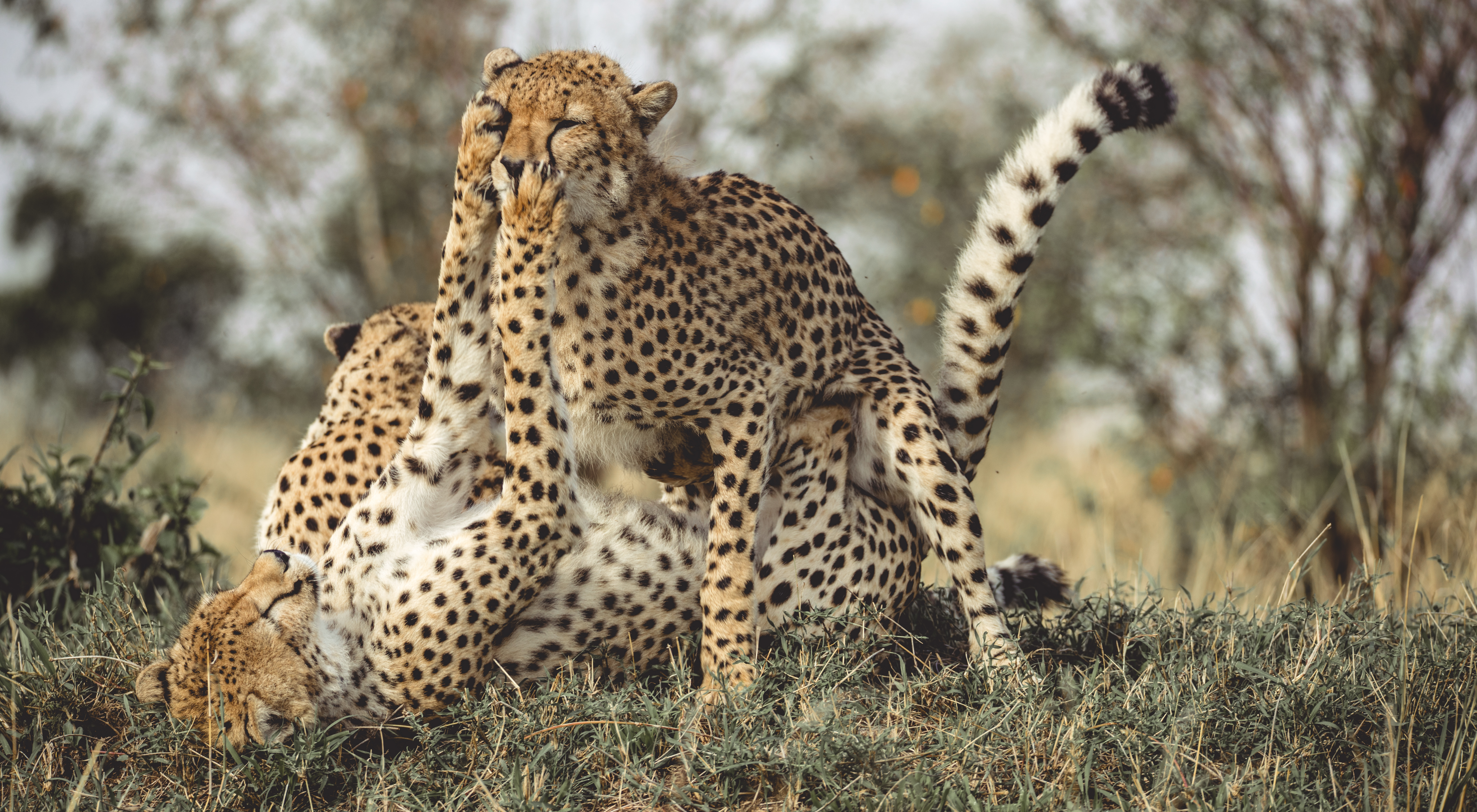 Cheetahs_Playing.jpg