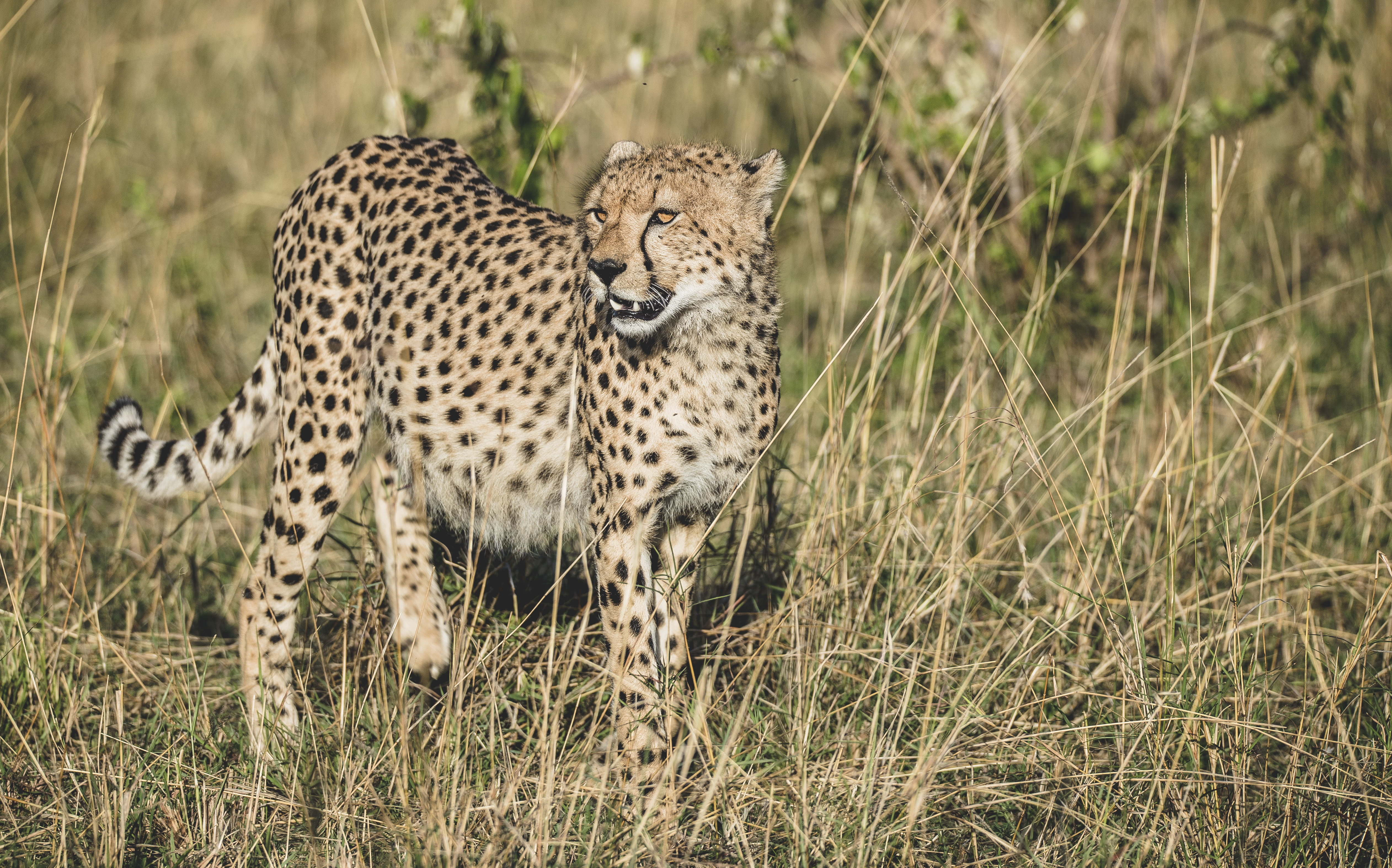 Wildlife_Cheetah__2.jpg