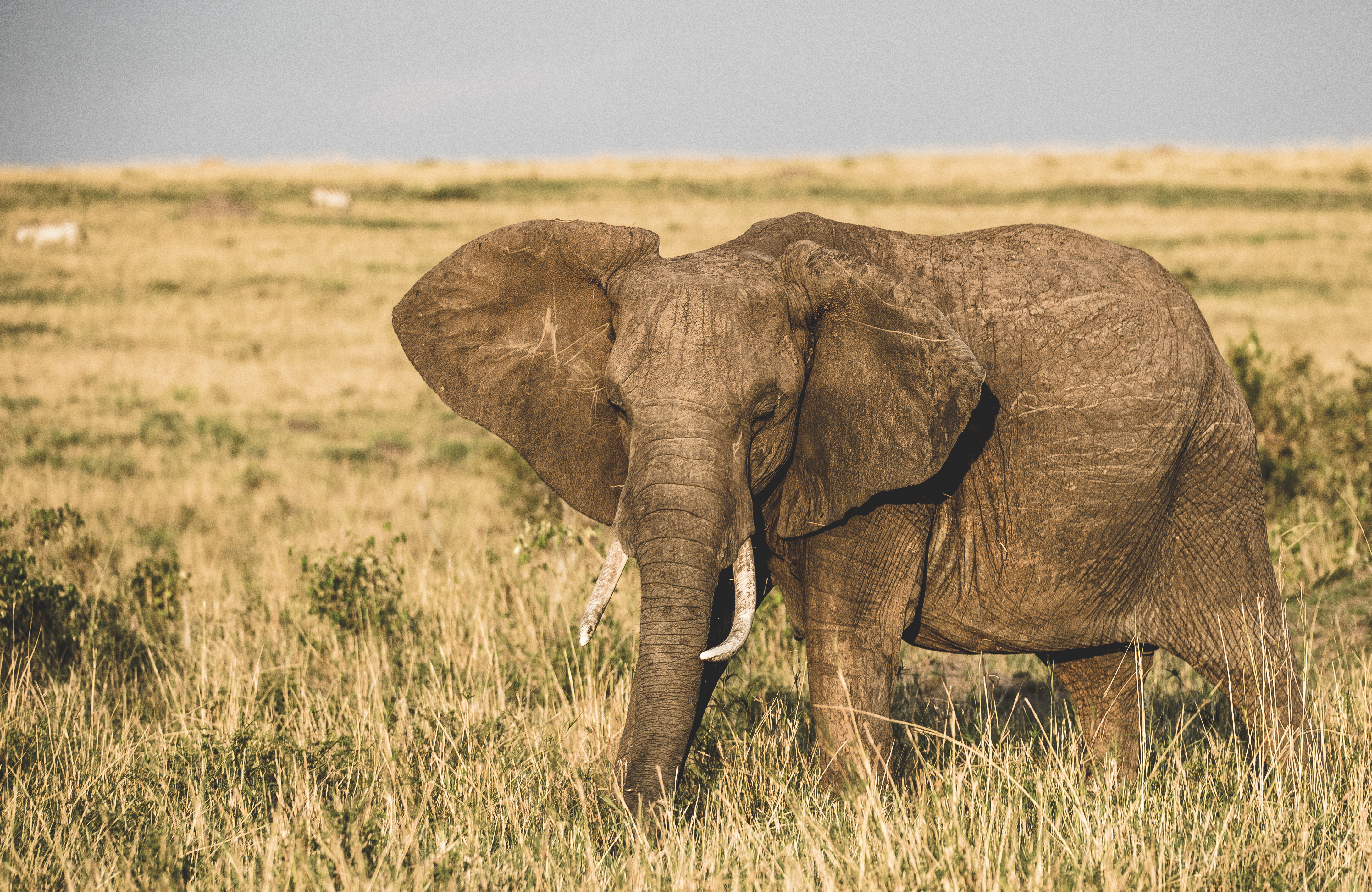 Wildlife_Elephant__2.jpg