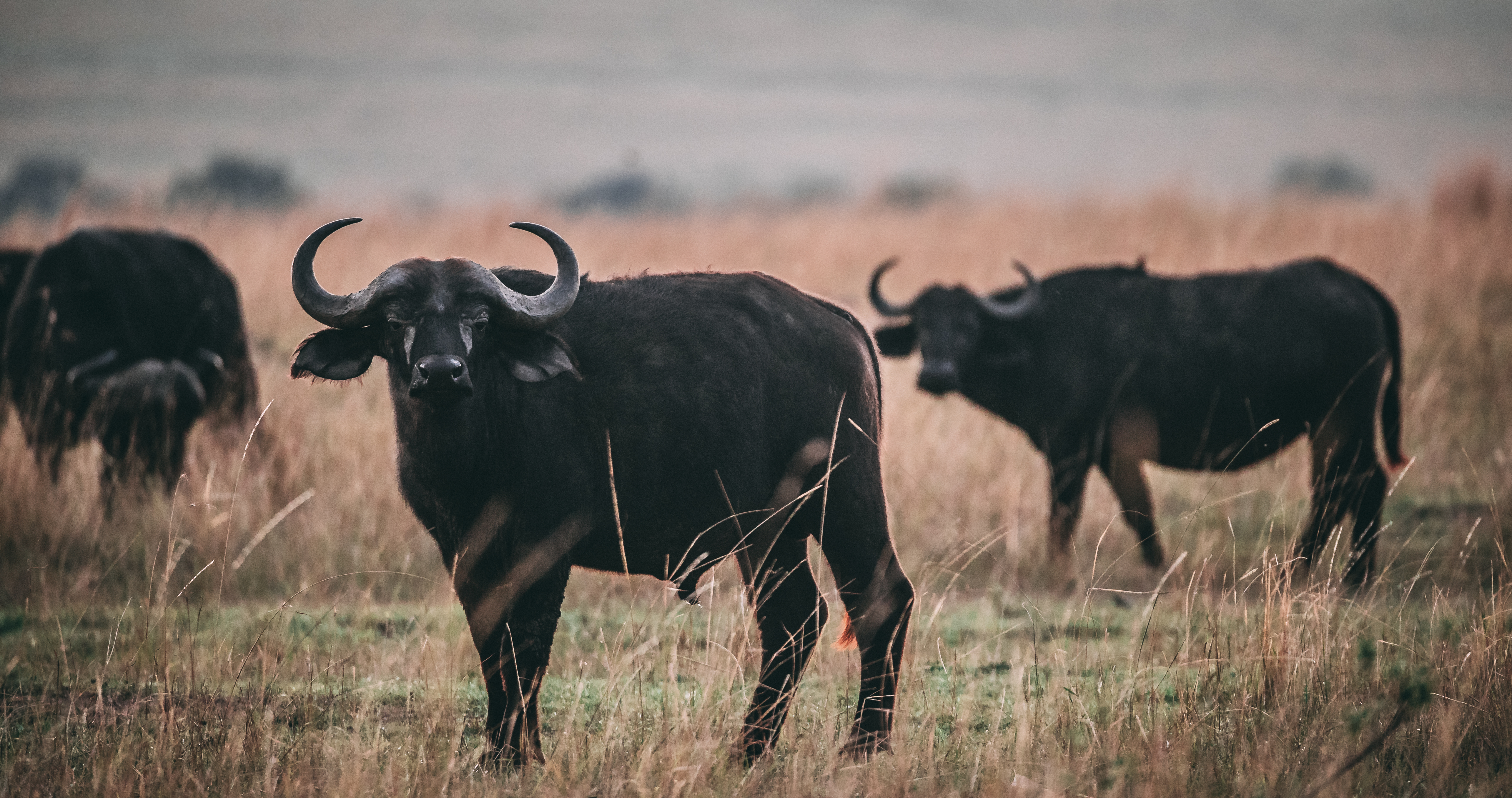 Wildlife_Buffa_o.jpg
