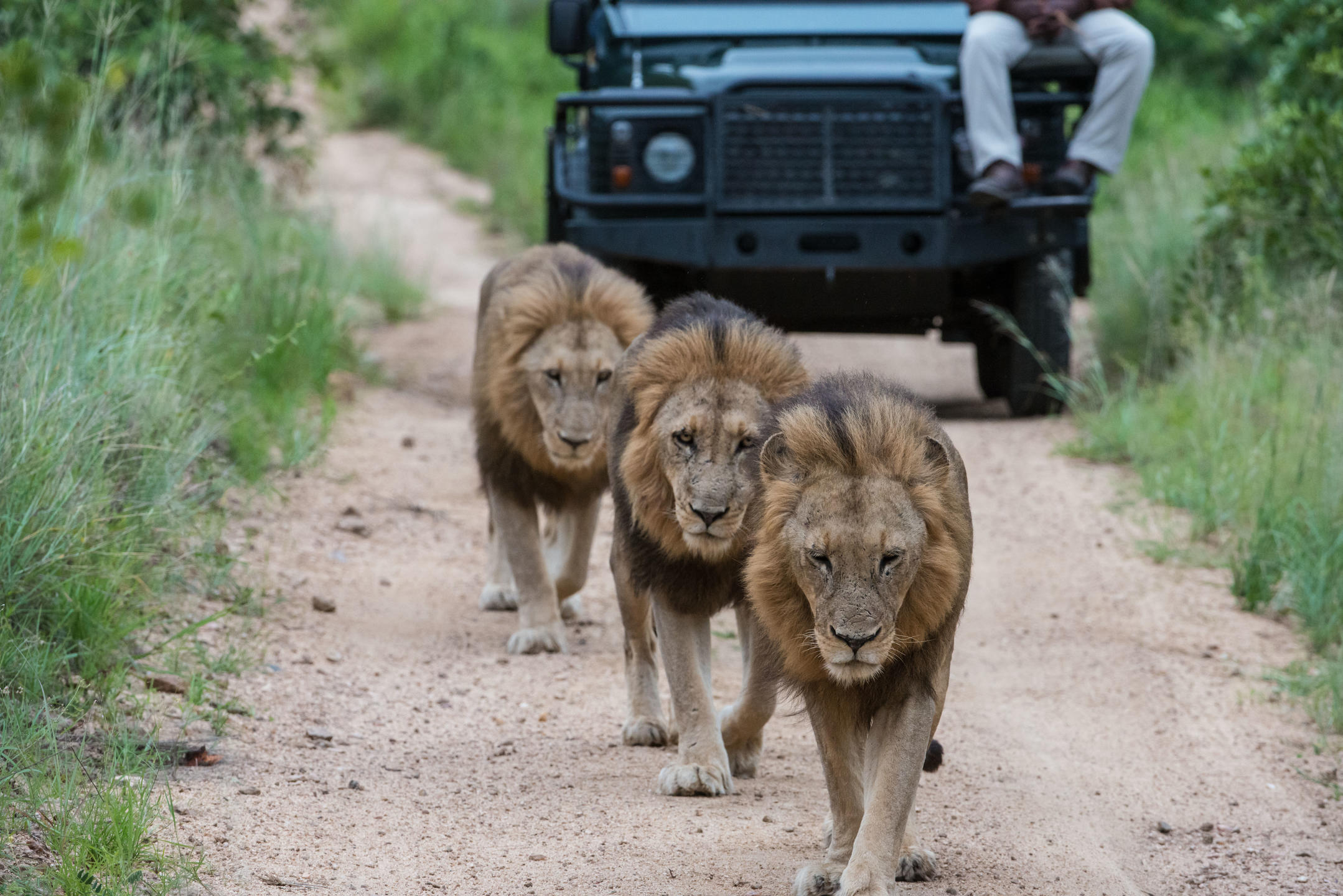 safari_1.jpg