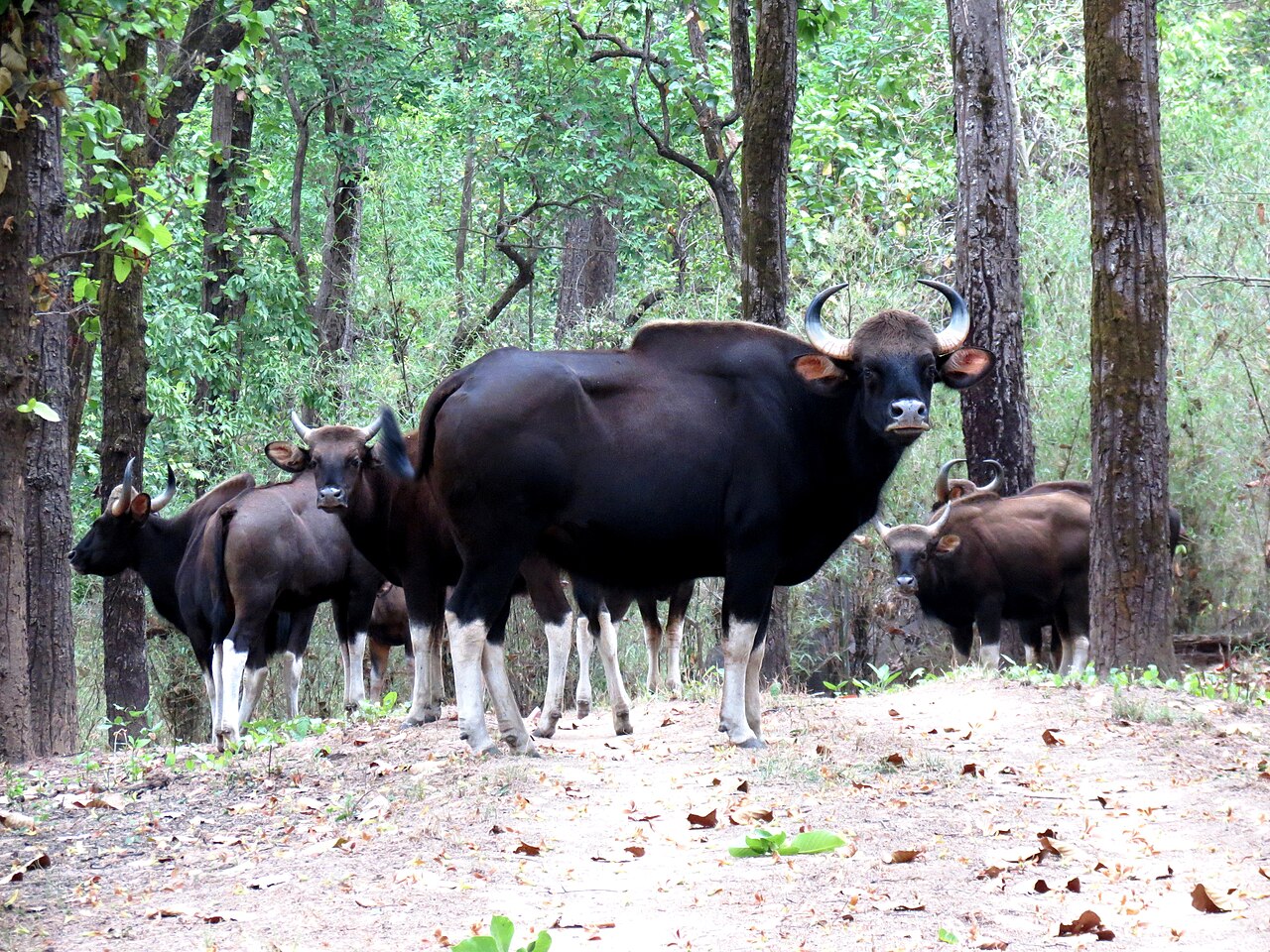 Indian_Gaur_at_Kanha.jpg