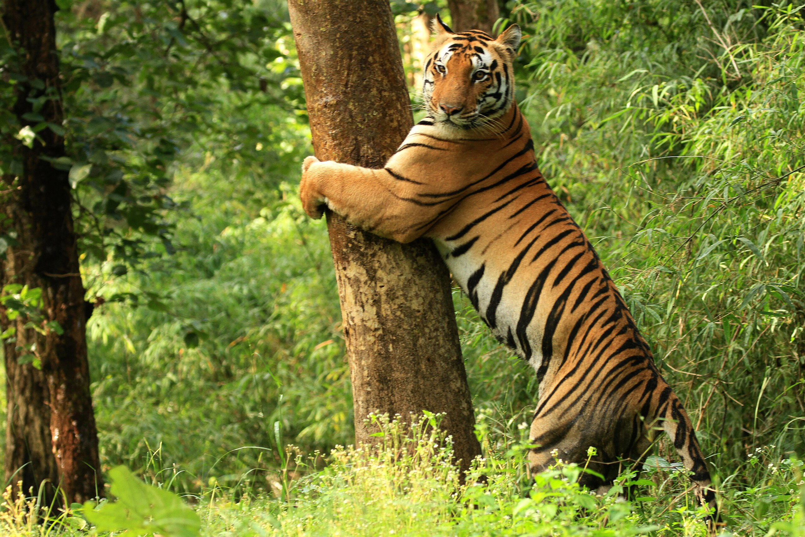 Tiger_Kanha_National_Park.jpg