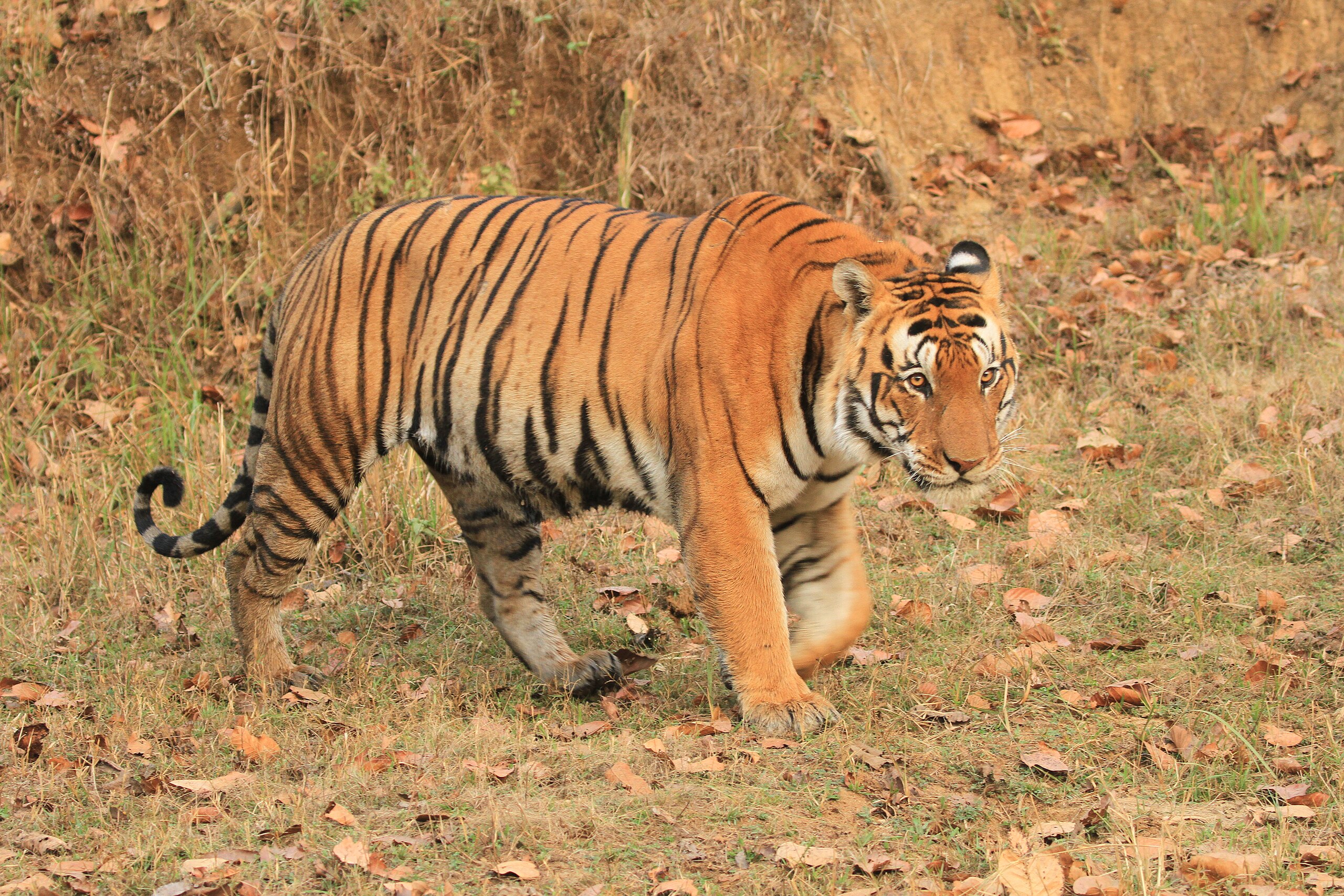 Tiger__India__665.jpg