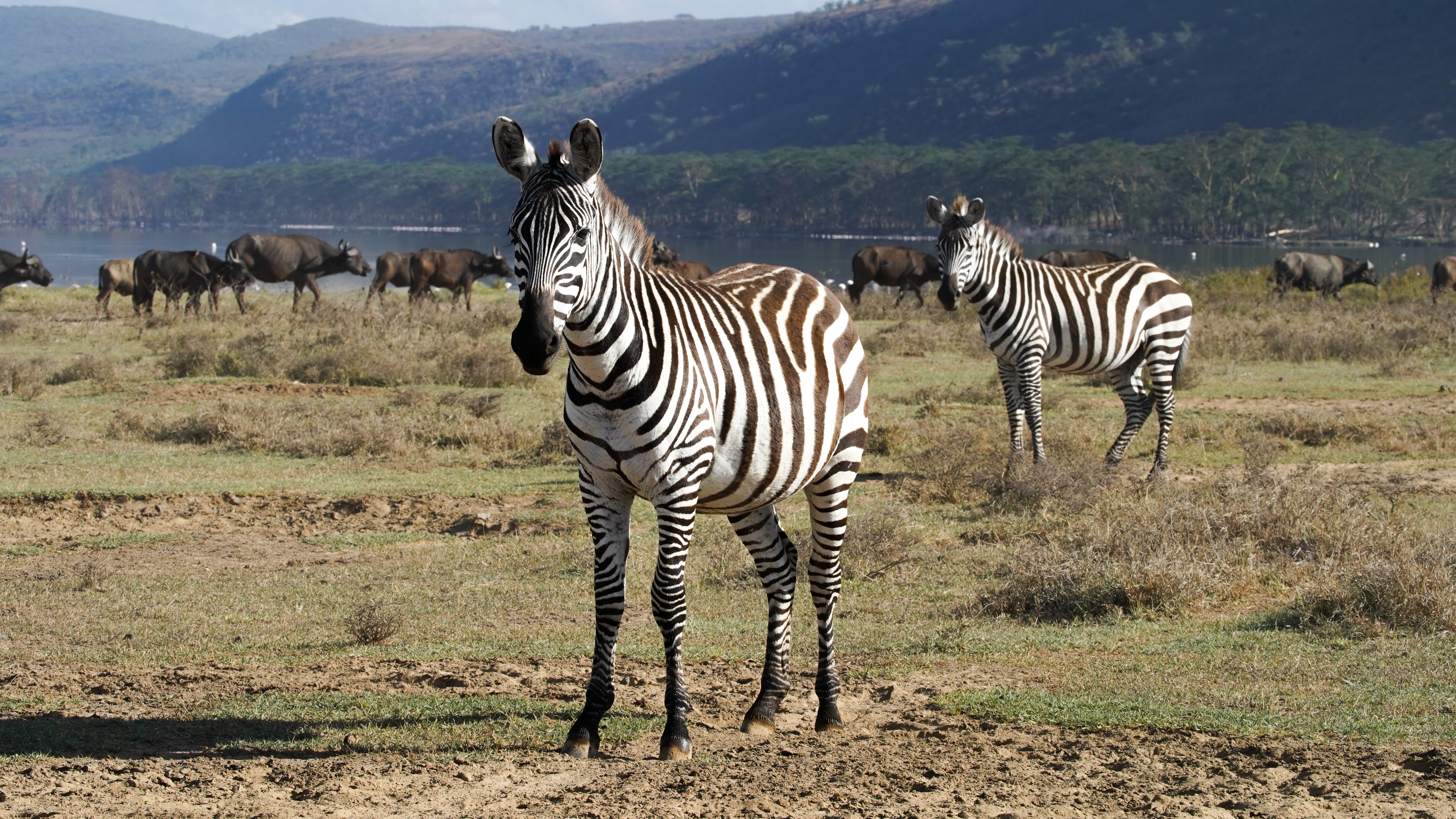 Sarova_Lion_Hill_Game_Lodge_-_Game_Drive_59.jpg