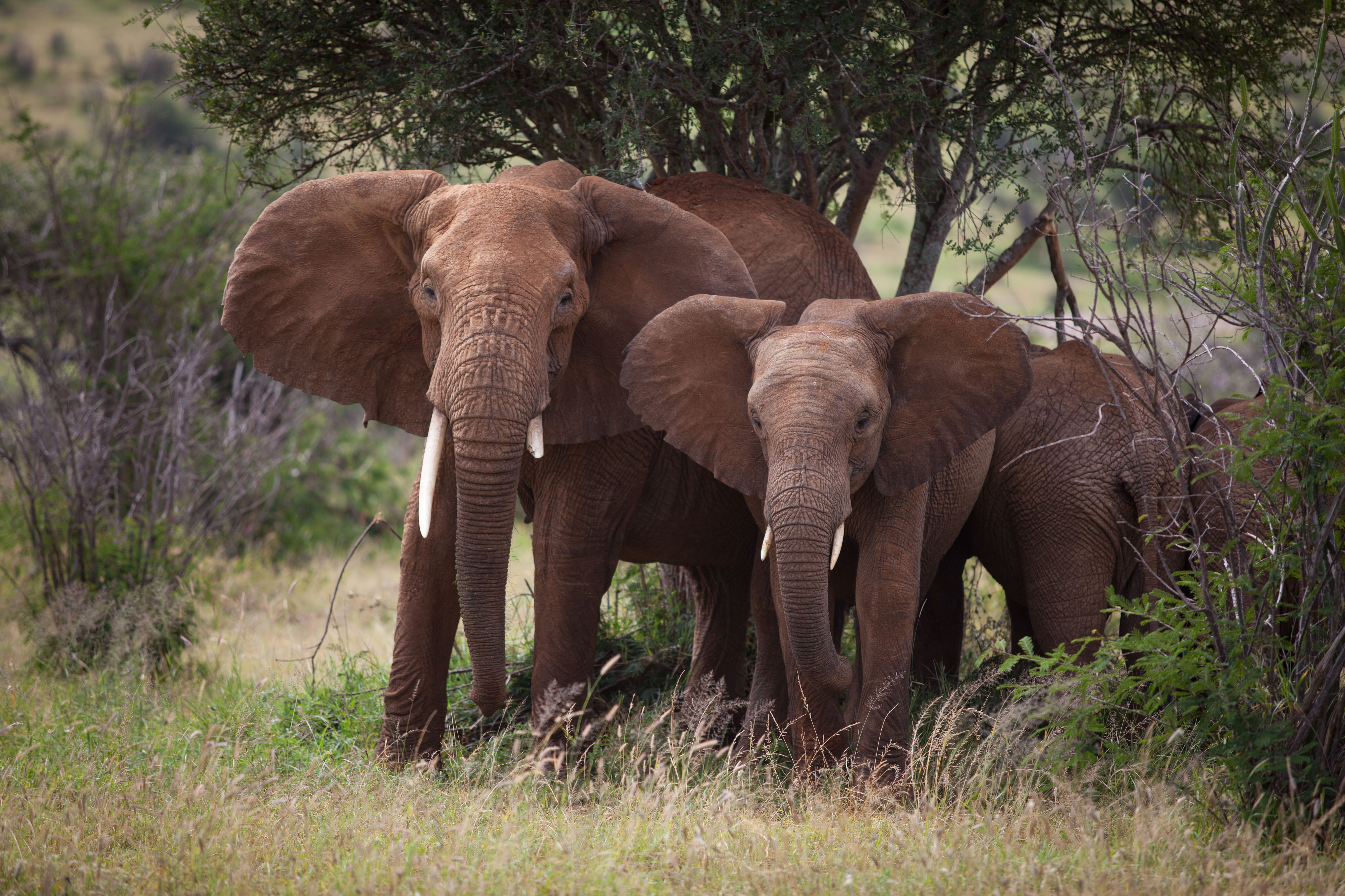 Loisaba_-_Wildlife_-_Elephant_Family.jpg