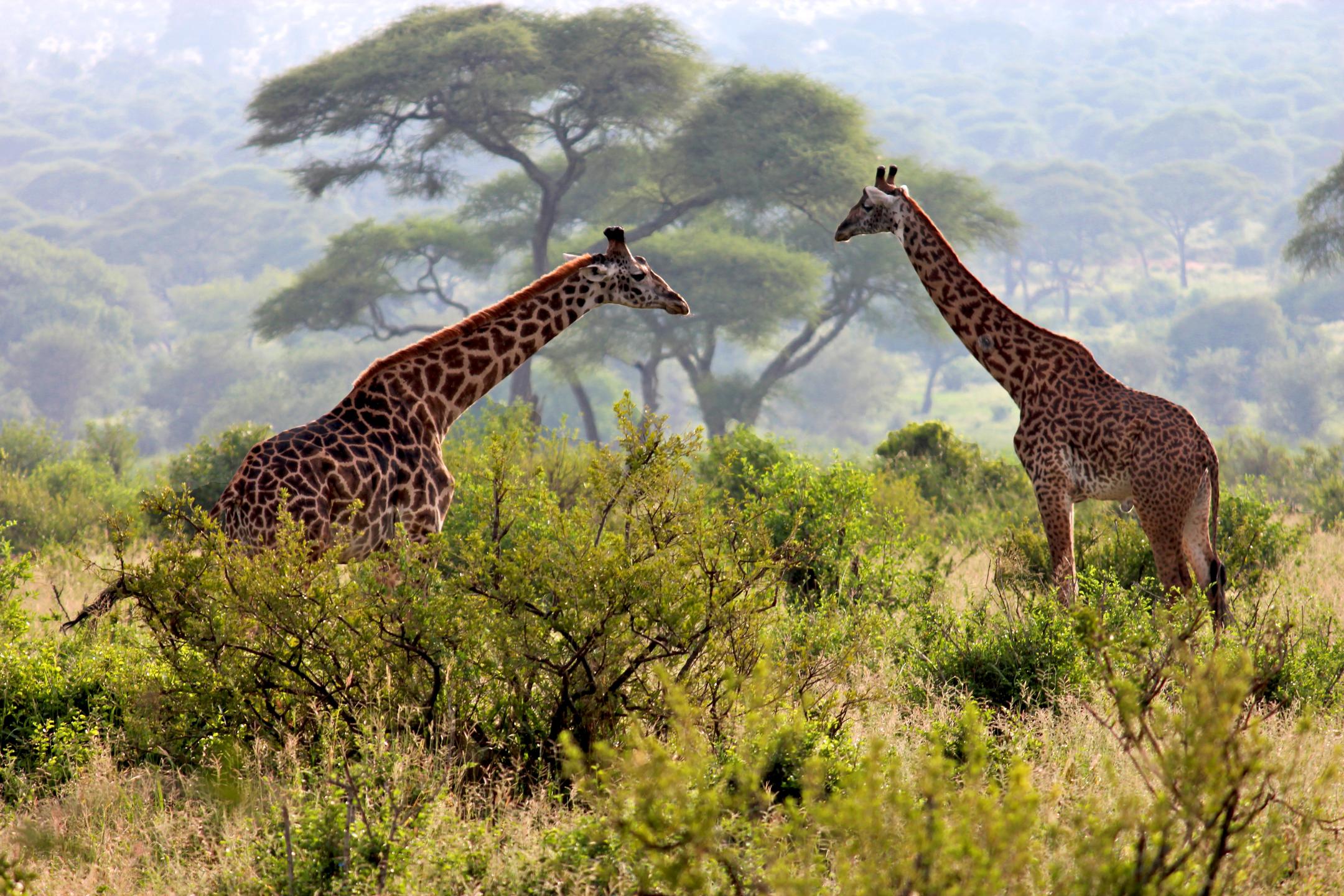 Wildlife_around_the_Camp.jpg