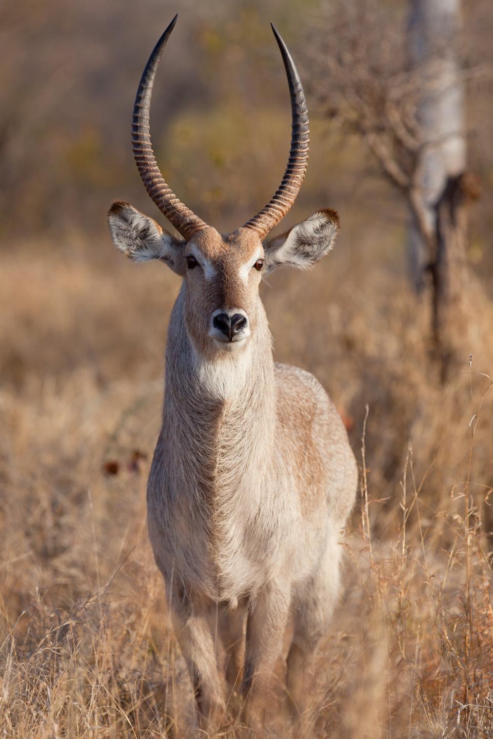 Wildlife_around_the_Camp_1.jpg
