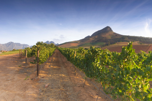 winelands_178521965.jpg