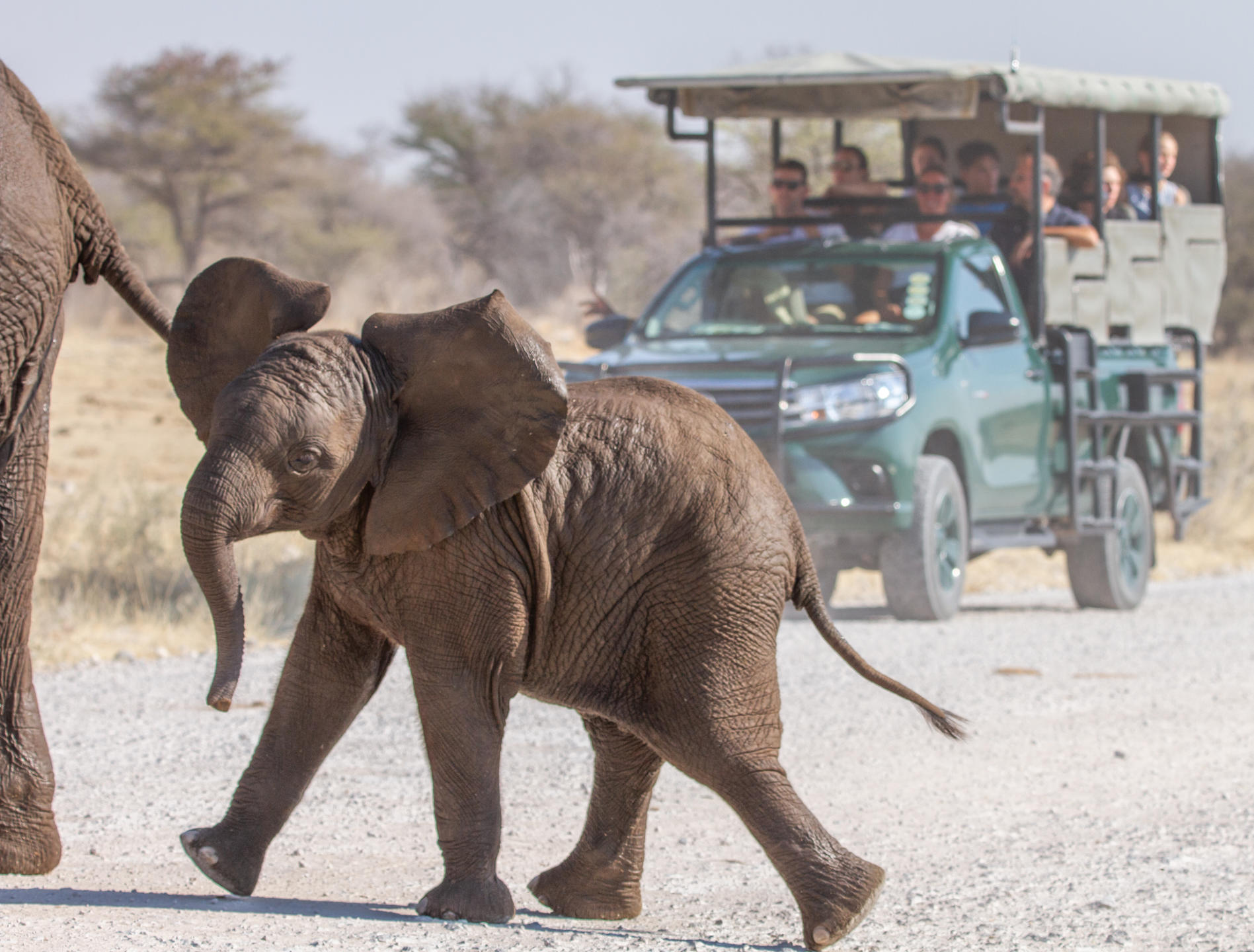 Etosha_National_Park.jpg