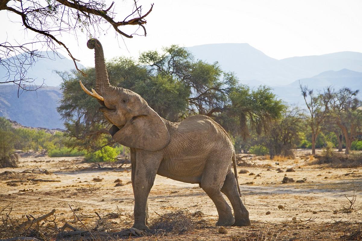desert_elephant_2.jpg