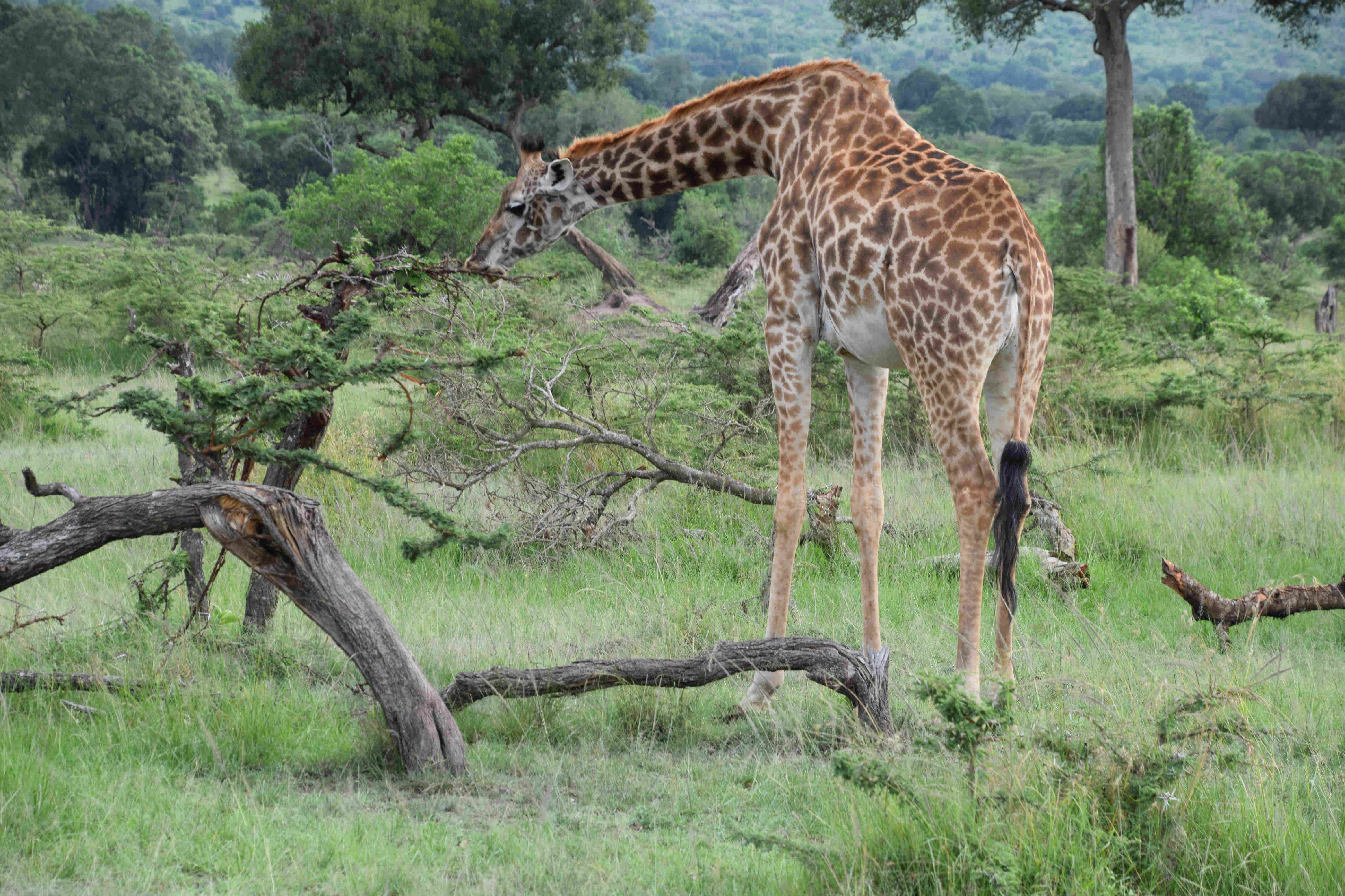 DSC_0592_giraffe_eating_branch.jpg
