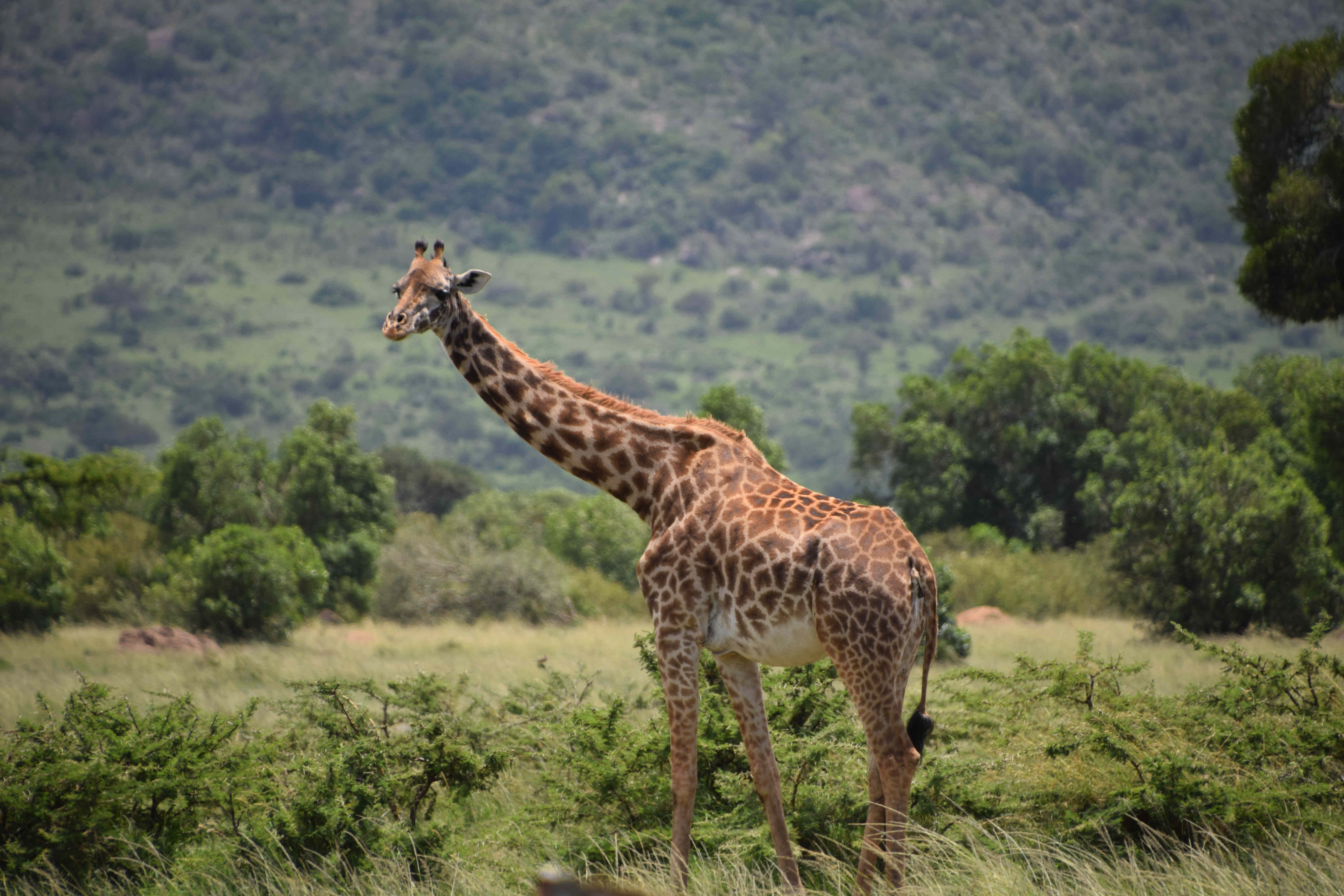 Anil_DSC_0826_Girrafe.jpg