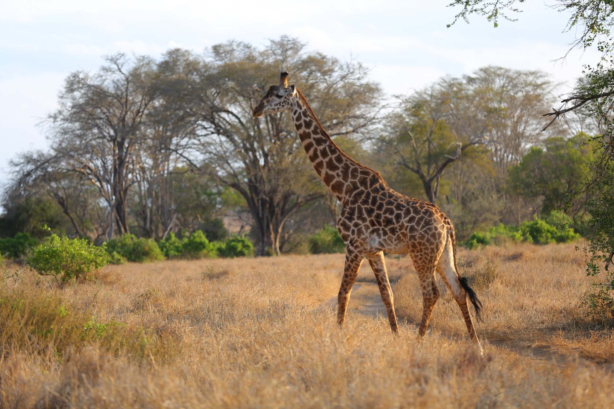 Taita-Hills-Wildlife46.jpg