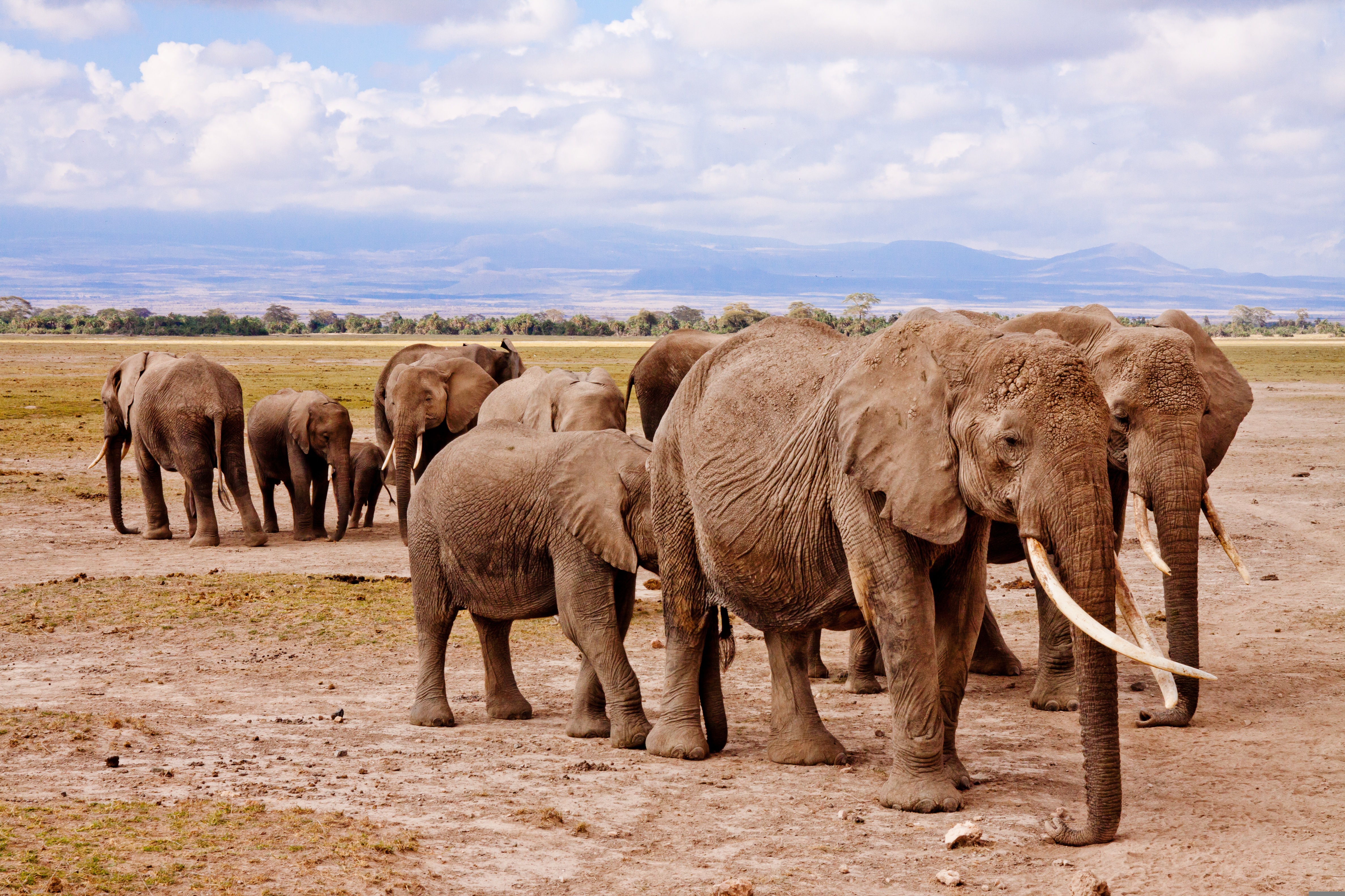 poswiecie-elephants-458990.jpg