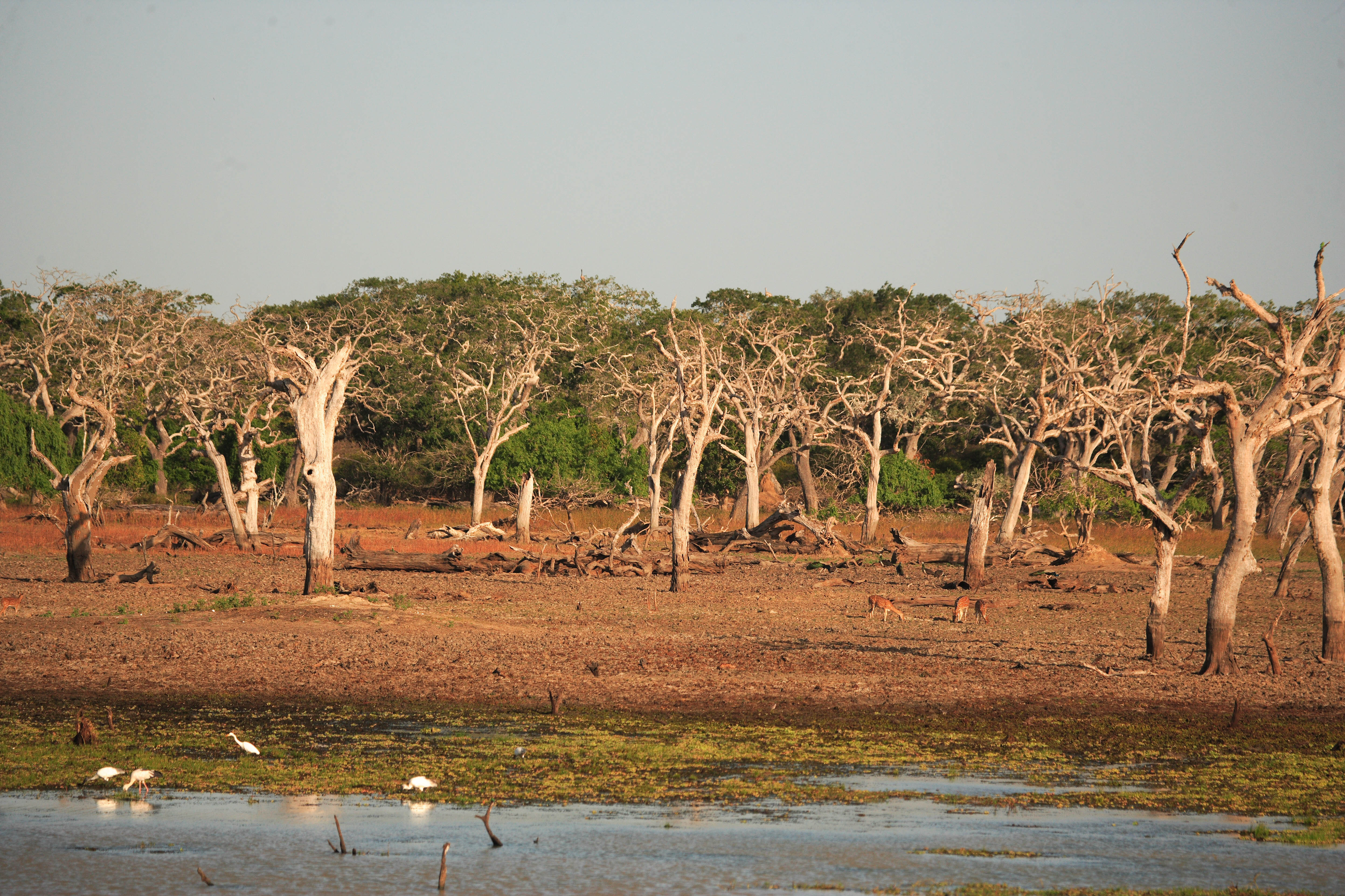 YE0M3272_Yala_2009_07_22.jpg