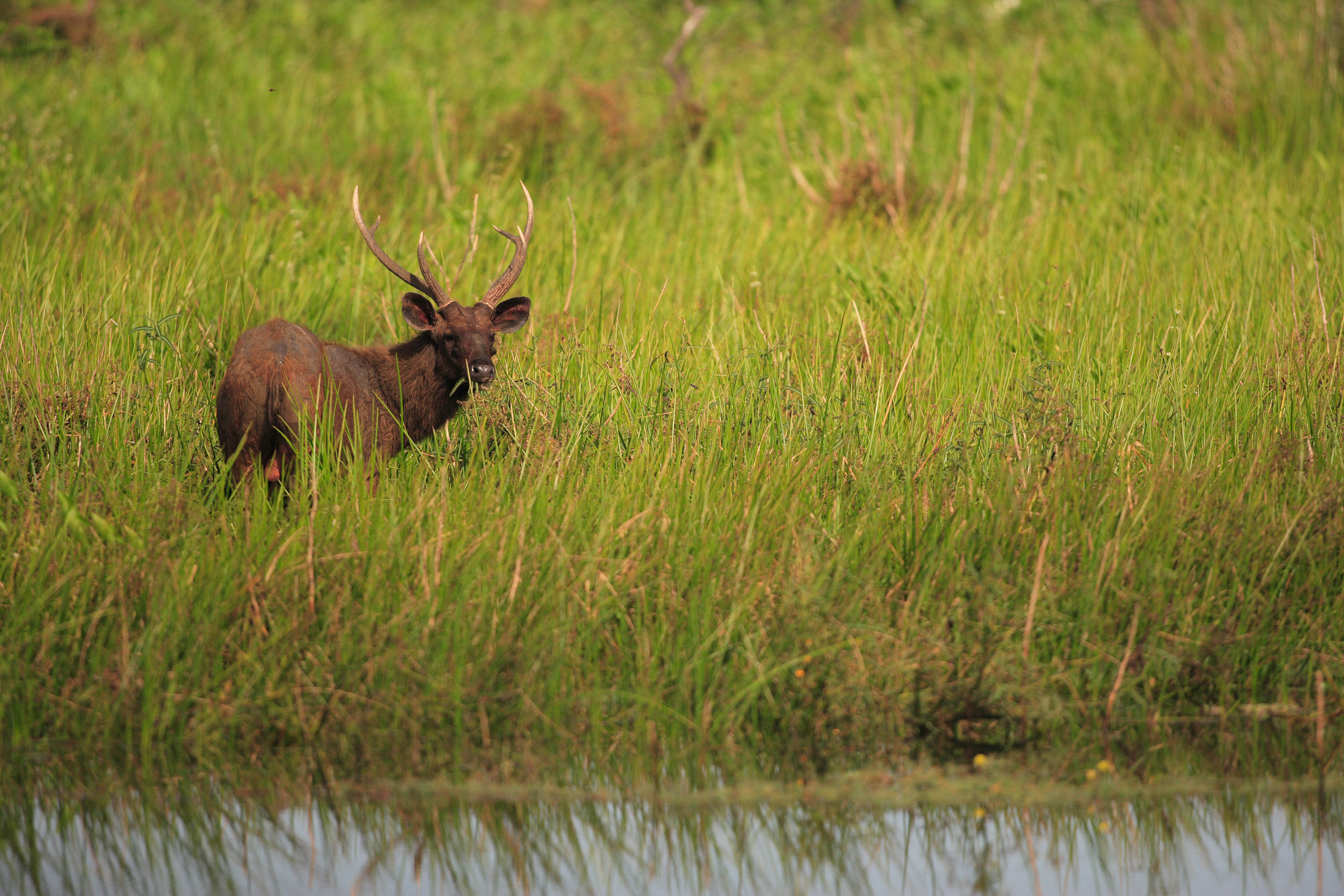YE0M3649Yala_2010_04_22.jpg